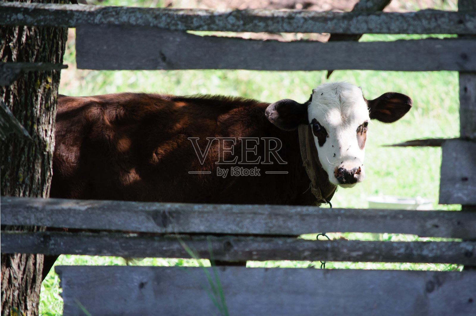 年轻的小牛站在畜栏俄罗斯农场照片摄影图片