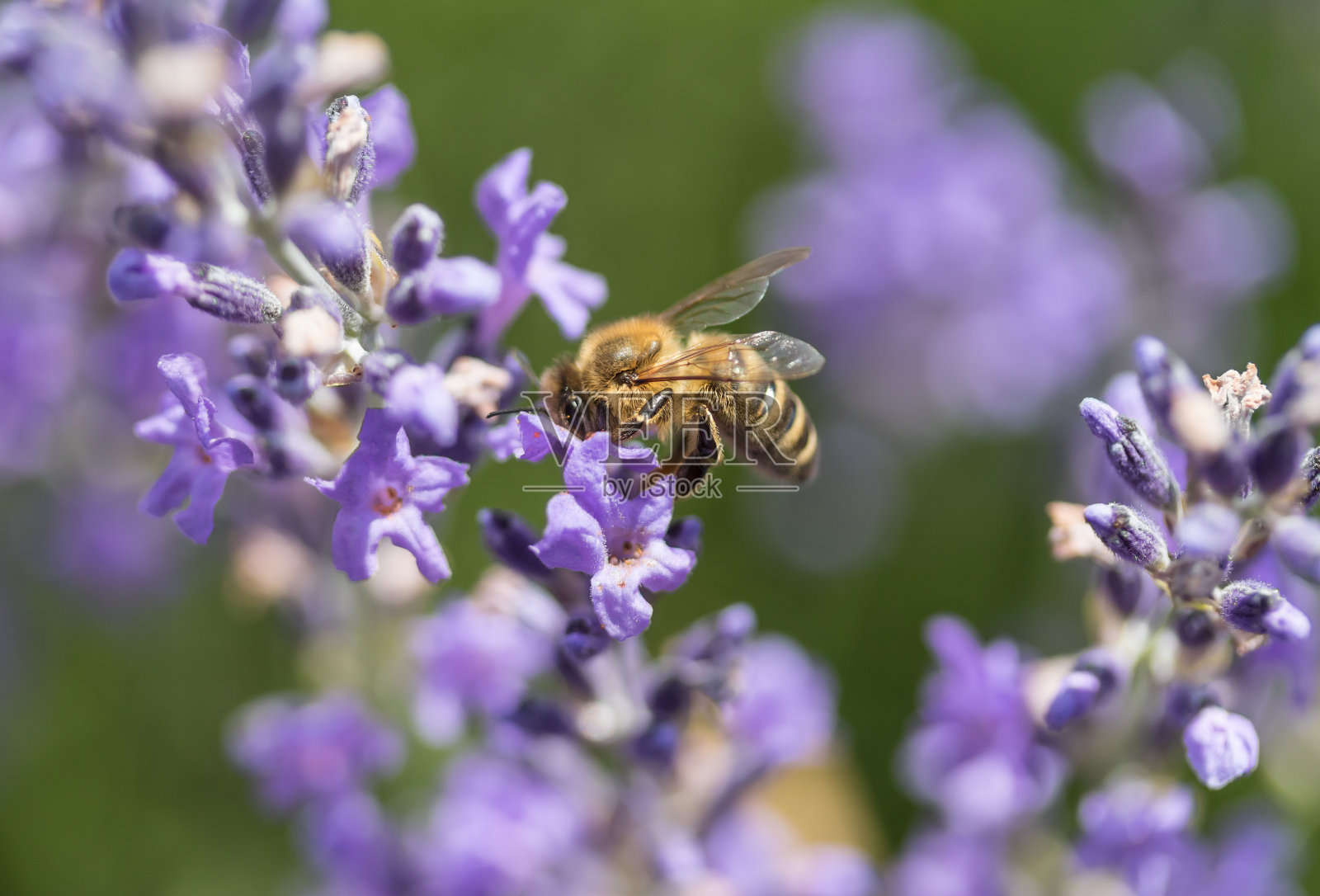 蜜蜂在薰衣草花边照片摄影图片
