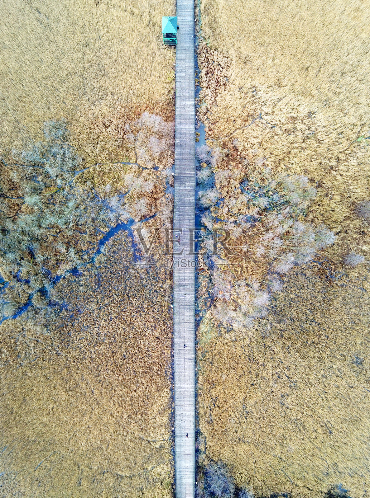 芦苇沼泽上的木制人行道。照片摄影图片