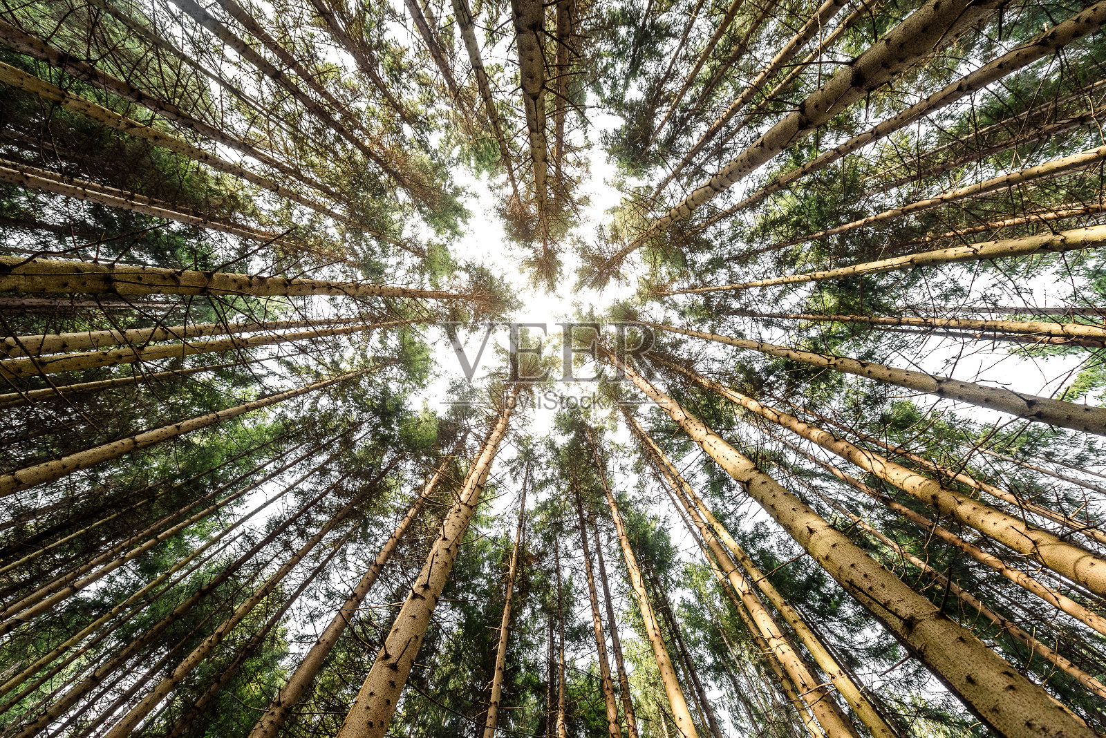 抬头看松树在树林或森林里的树枝。照片摄影图片