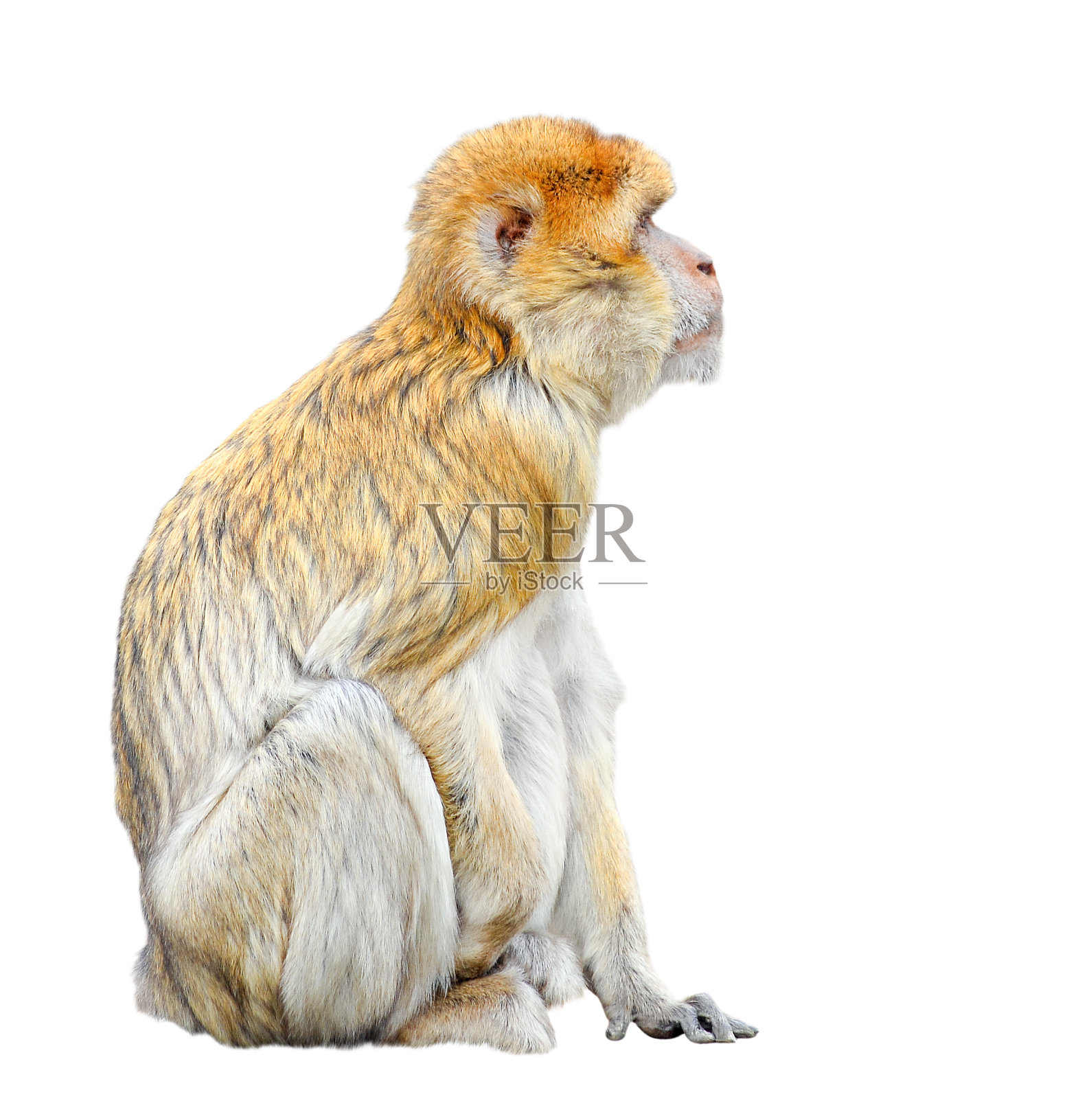 猴子孤立在白色背景上。搞笑巴巴里猕猴特写。有趣的巴巴里猿猴或蛆虫看着自由的空间。照片摄影图片