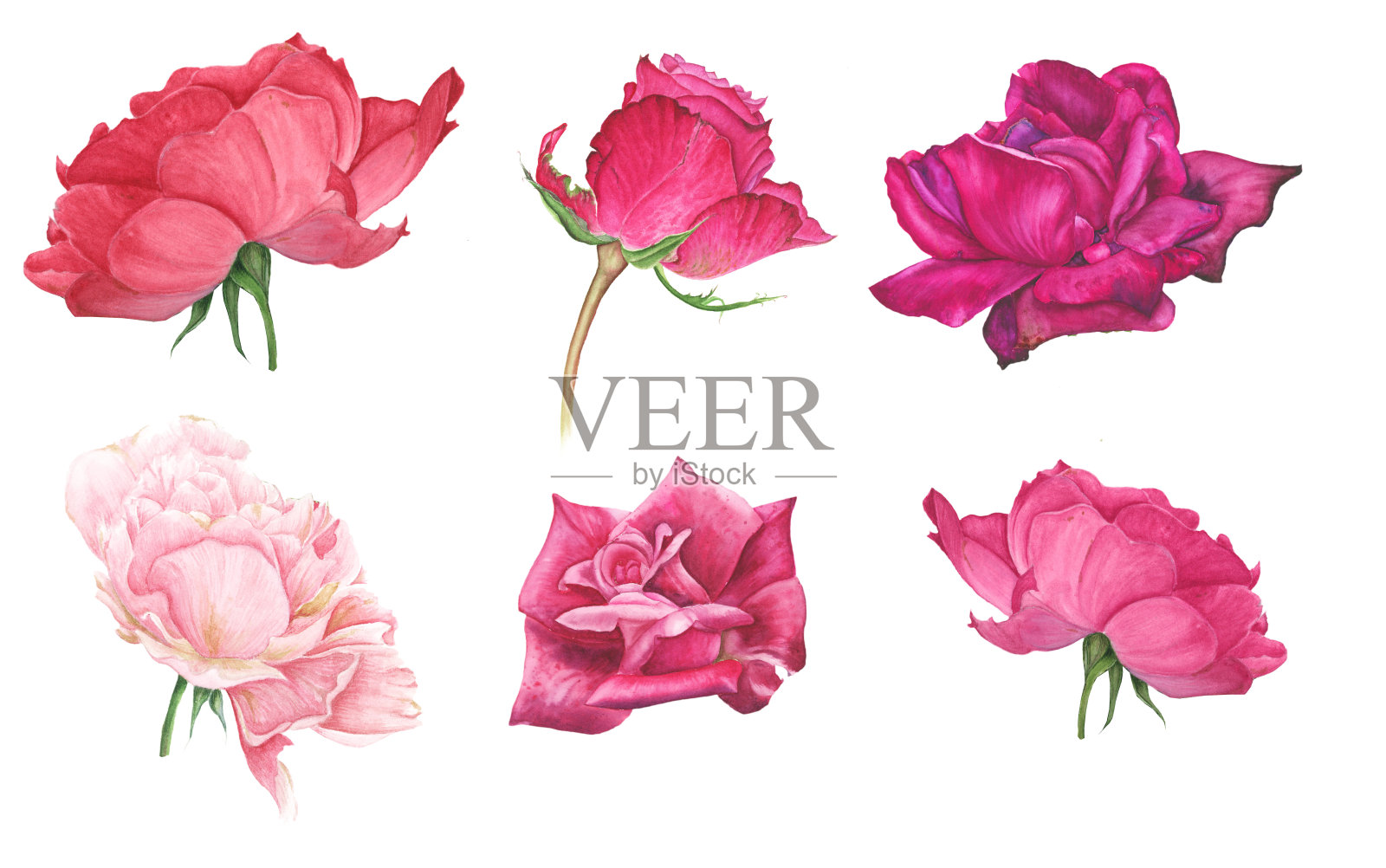 一套粉红色和红色的玫瑰插画图片素材