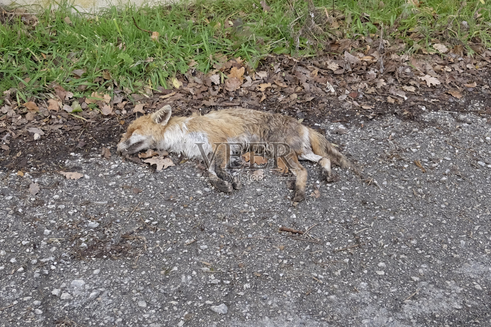 路边有只死狐狸照片摄影图片