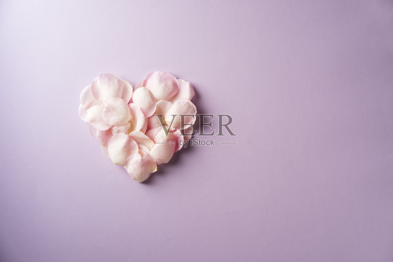紫色背景上的粉色玫瑰花瓣照片摄影图片