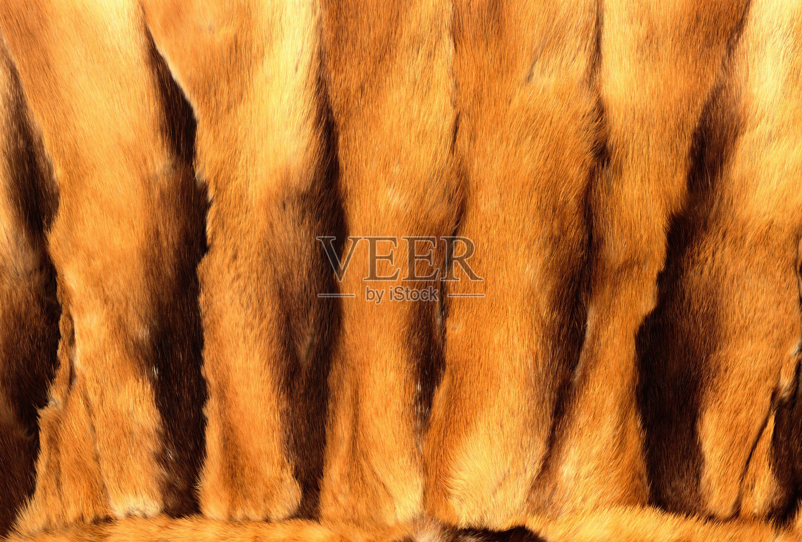 生姜动物毛皮纹理照片摄影图片