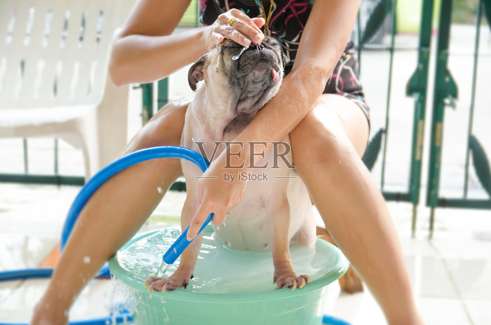 可爱的哈巴狗洗澡，在盆上洗澡由主人照片摄影图片
