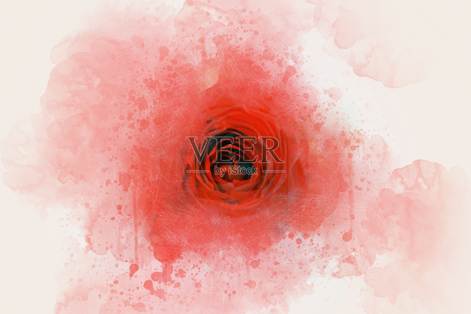抽象美丽的红柔玫瑰花在水彩画的背景。插画图片素材