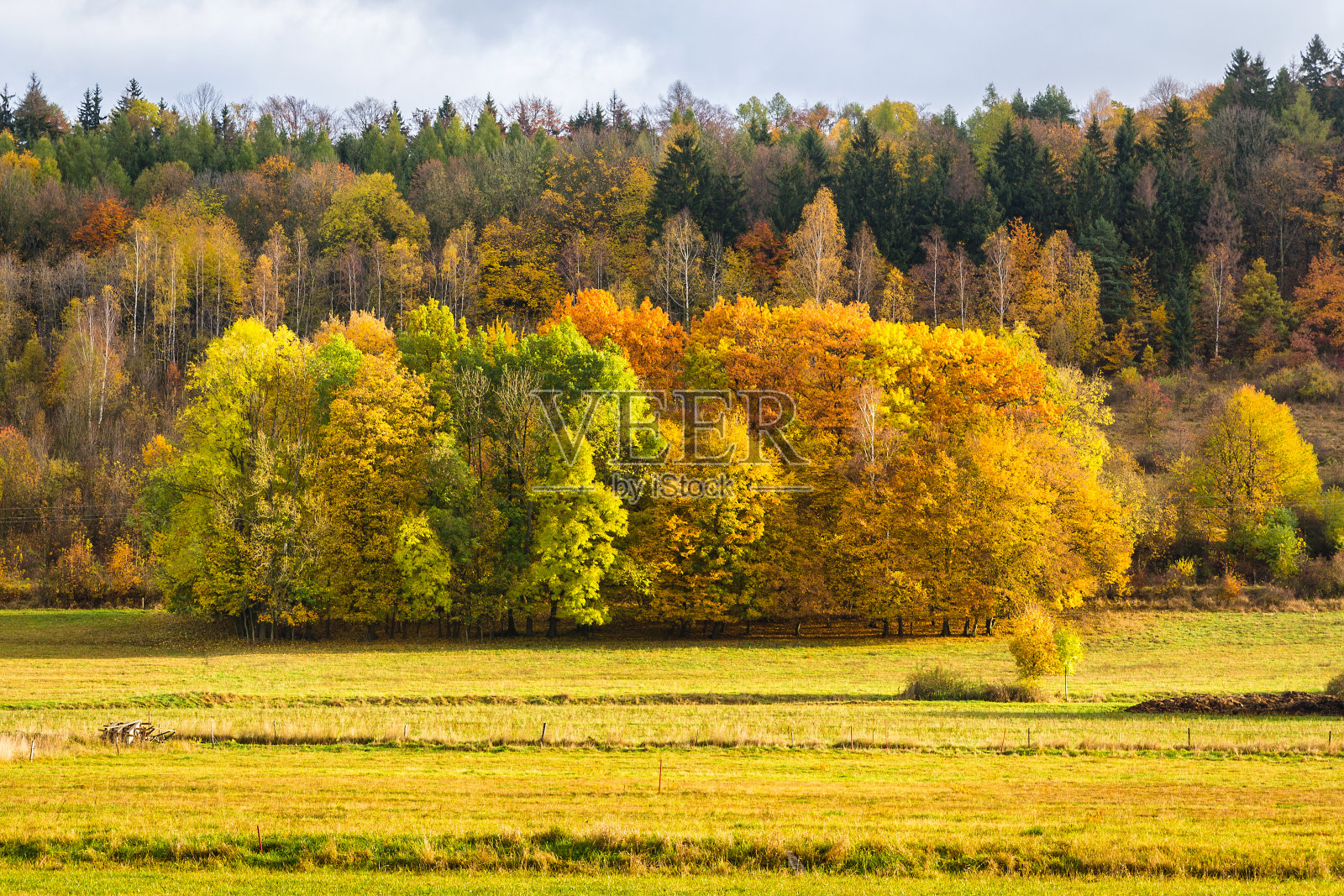 波兰深秋，五颜六色的树木照片摄影图片