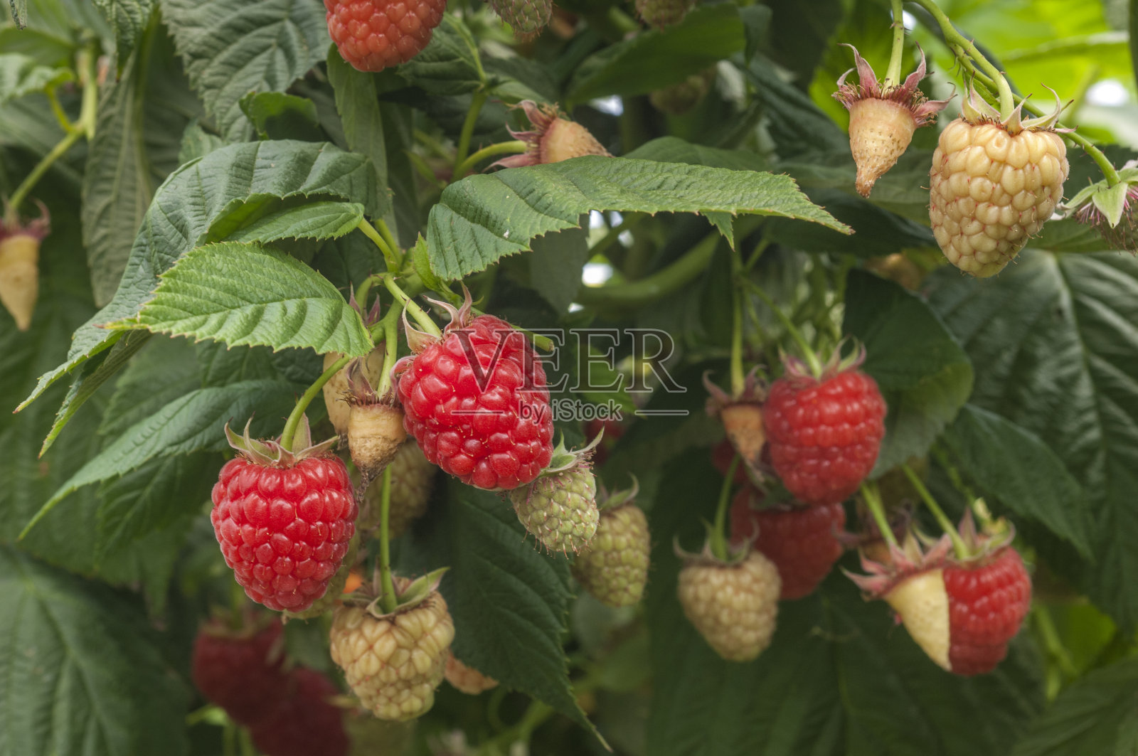 在藤上成熟的树莓的特写照片摄影图片