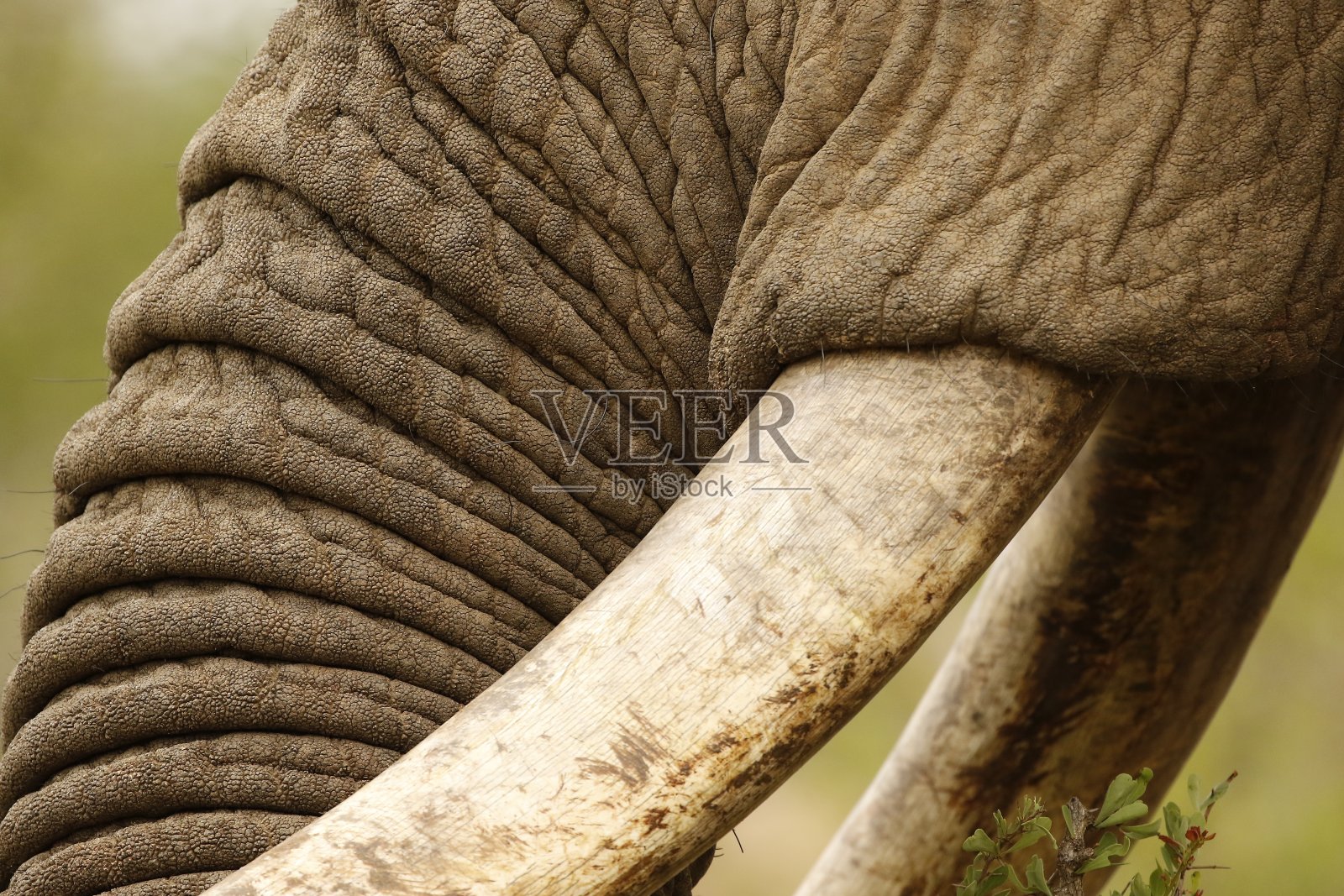 象牙象鼻子皮肤纹理野生动物非洲自然野生动物照片摄影图片
