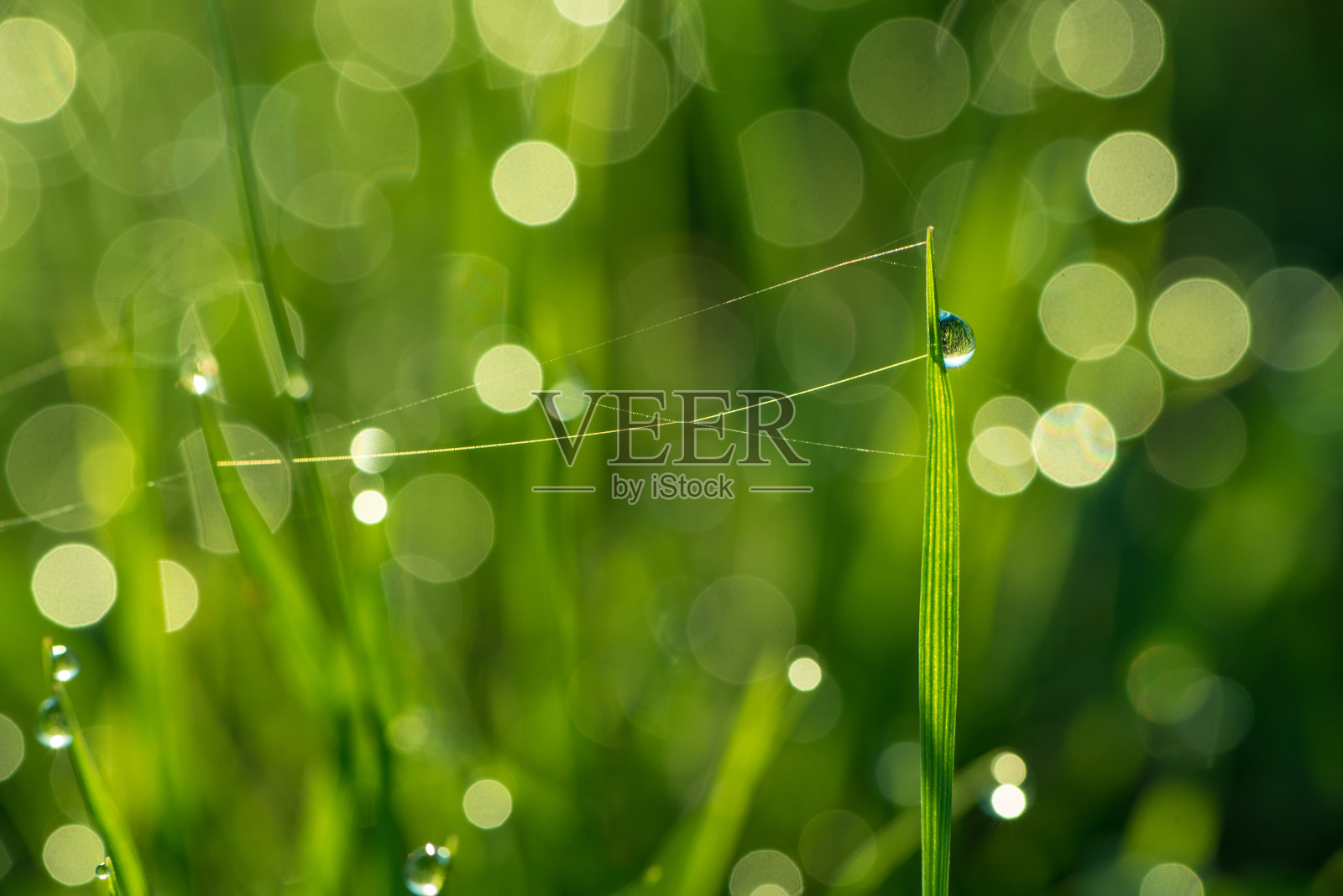 草地上的水滴照片摄影图片