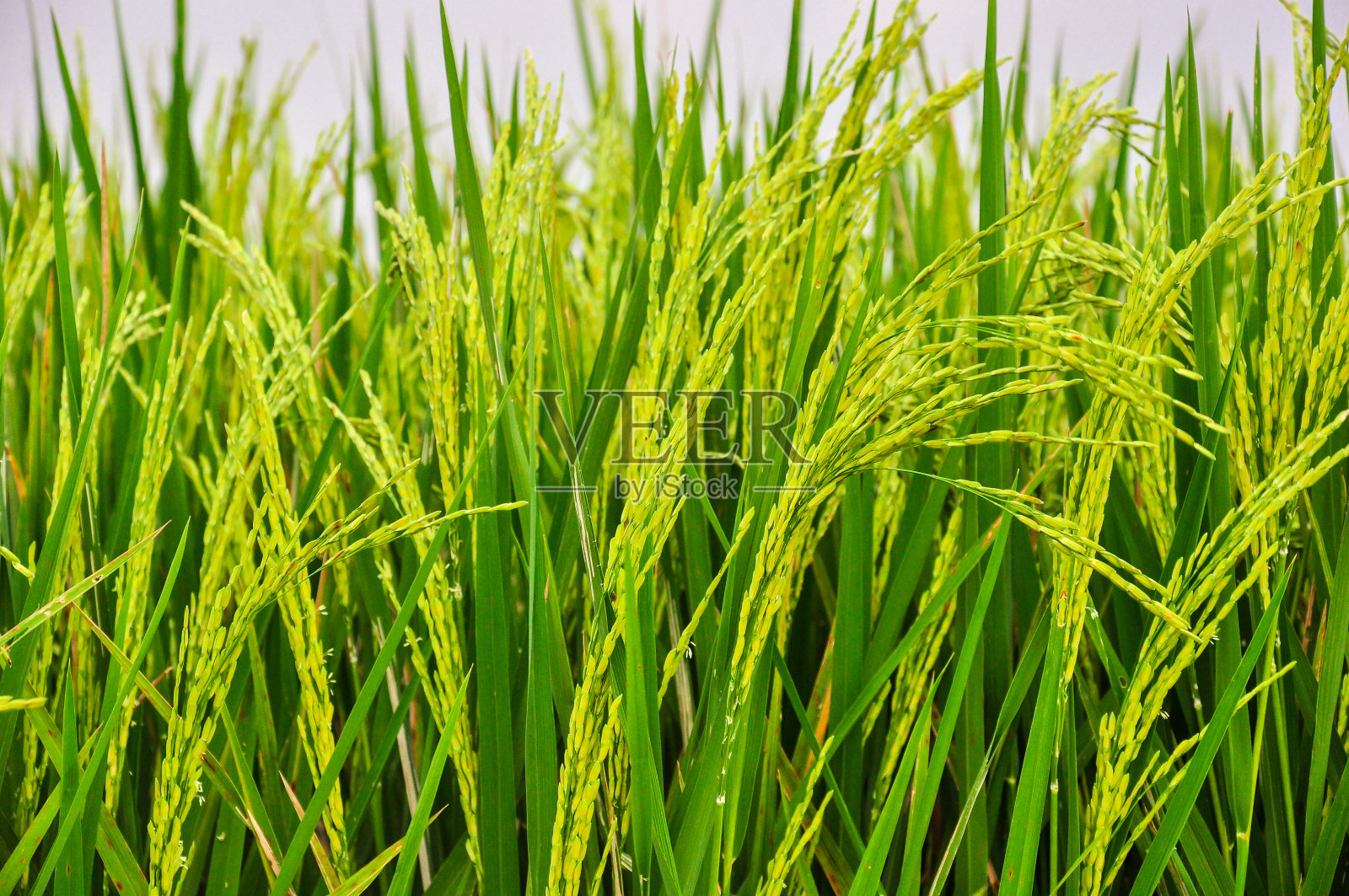 美丽的年轻稻田稻田背景，泰国照片摄影图片