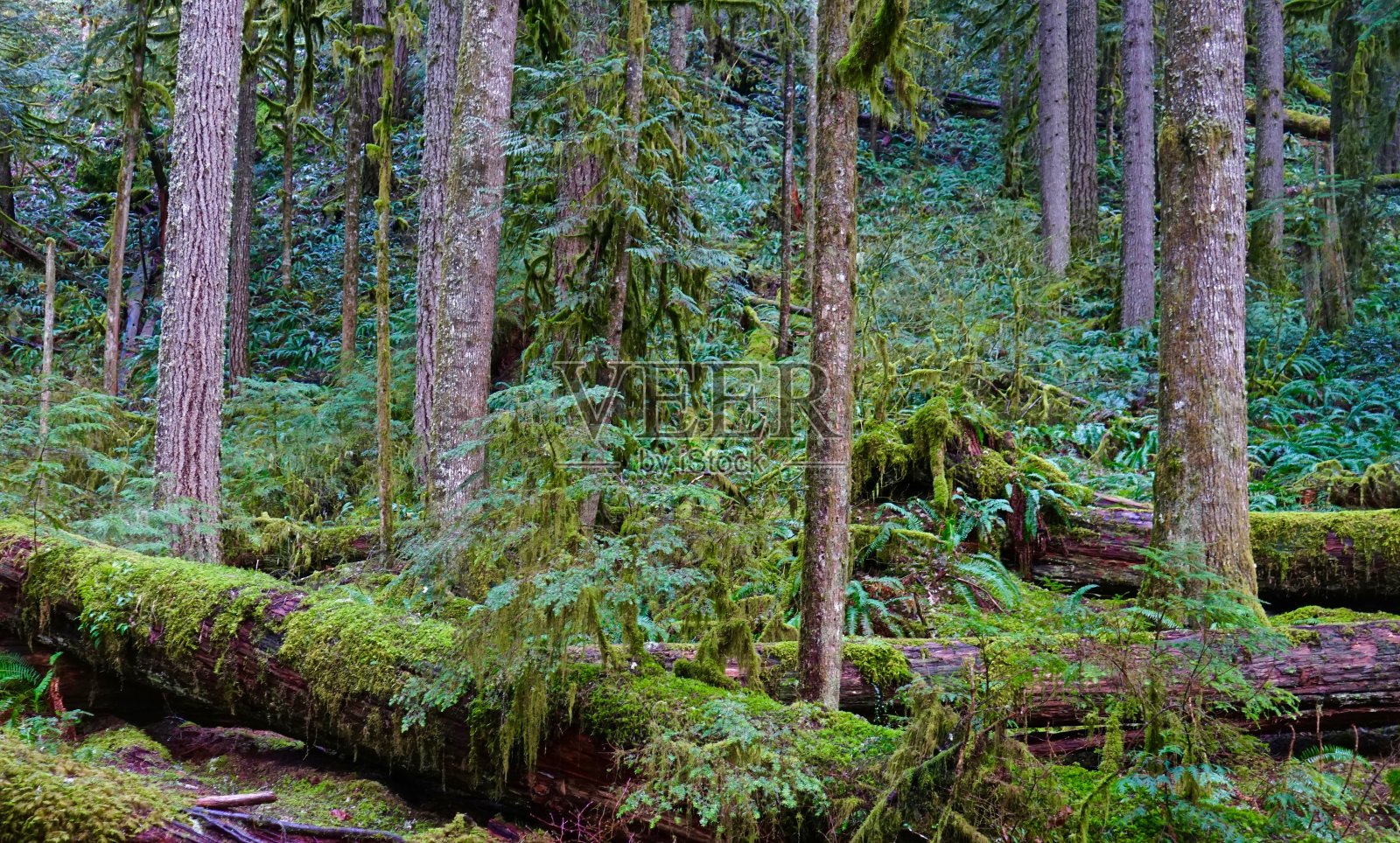 Salmon-Huckleberry雨林照片摄影图片