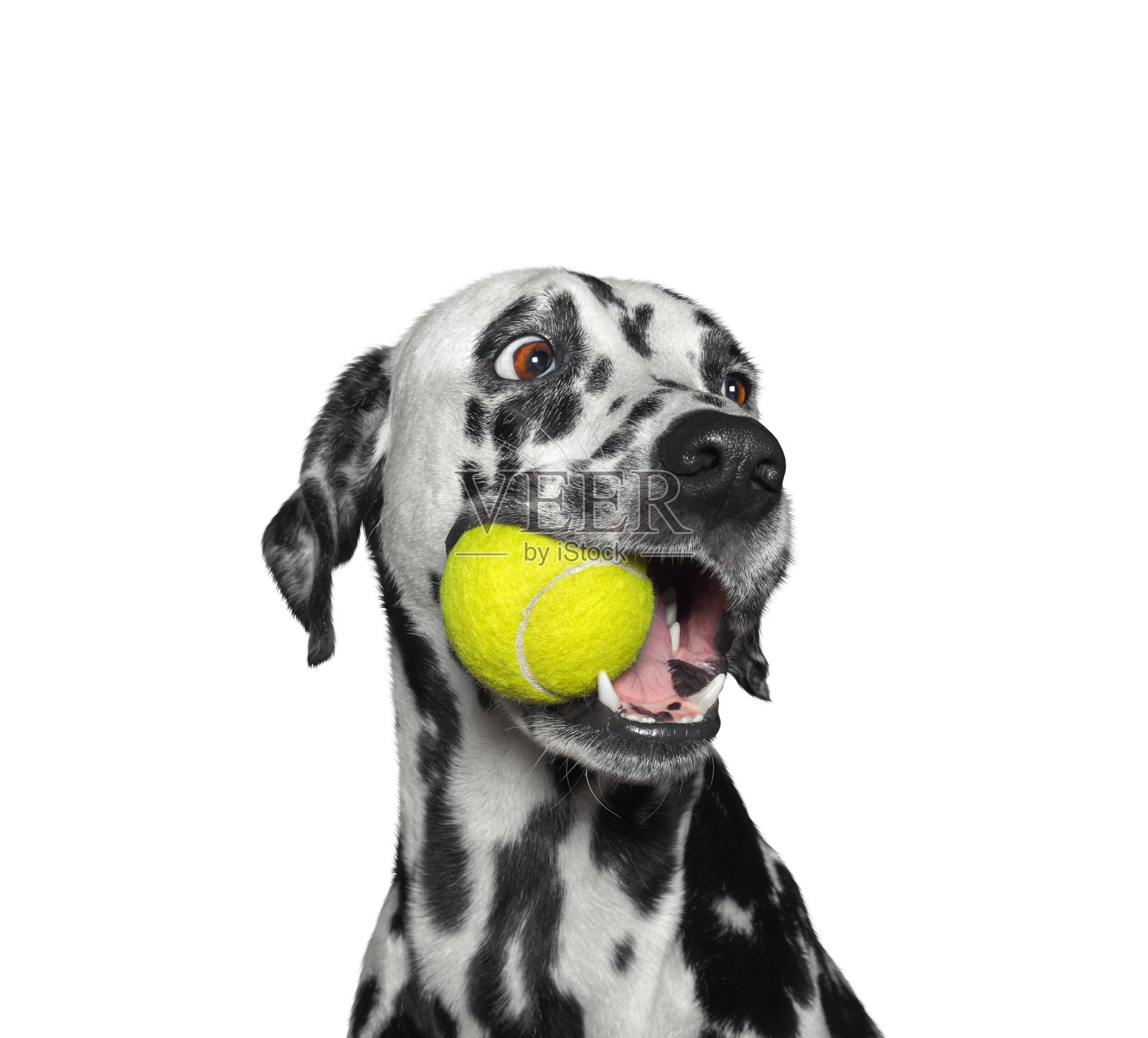 可爱的达尔马提亚狗嘴里叼着一个球。孤立在白色照片摄影图片