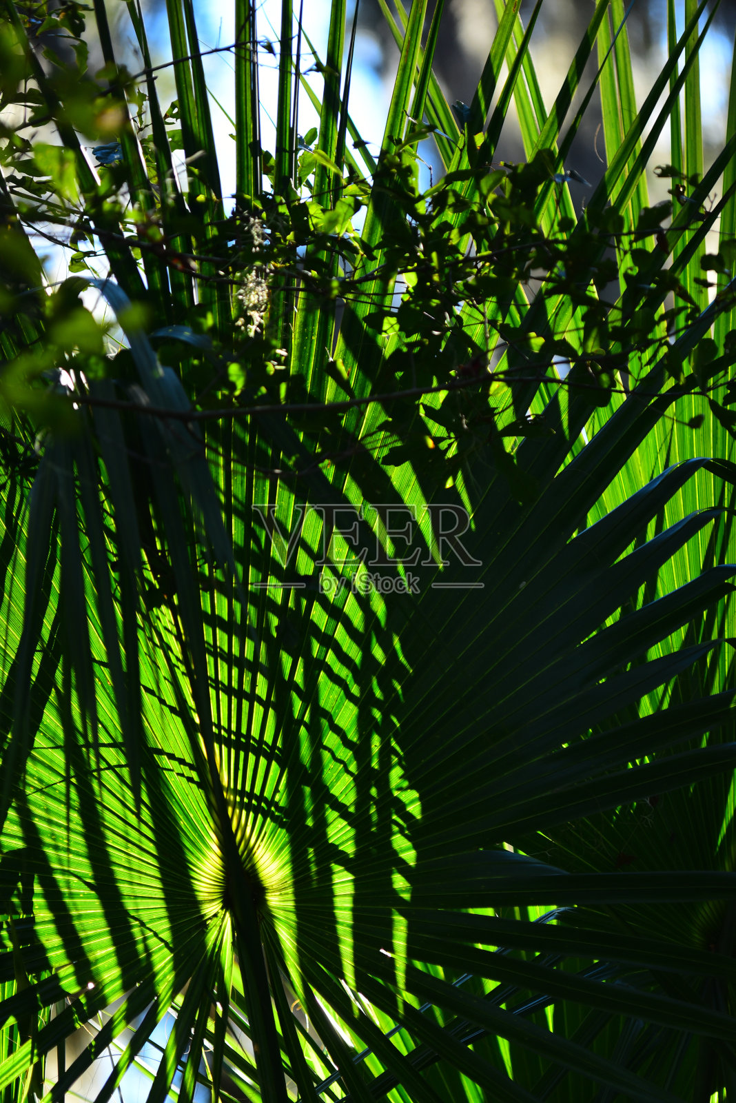 棕榈叶上的大叶影照片摄影图片