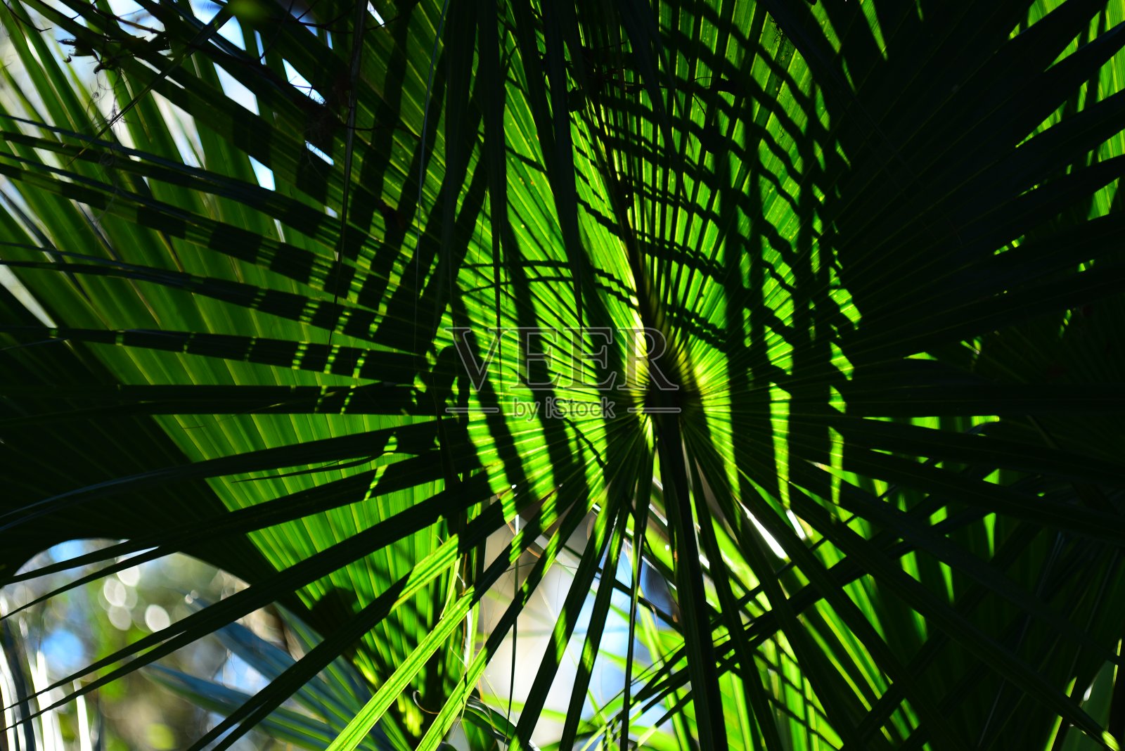 背光的棕榈叶有着细长的影子照片摄影图片