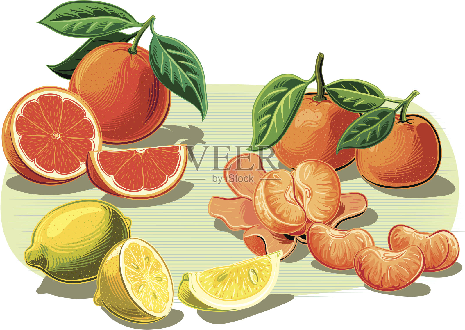 柑橘类水果插画图片素材