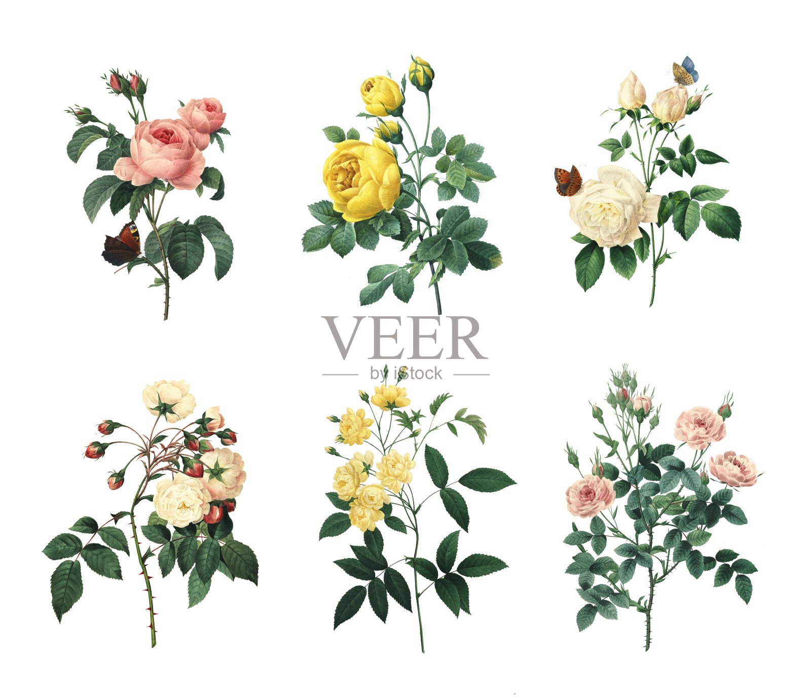 一套各种玫瑰|古董花卉插图插画图片素材
