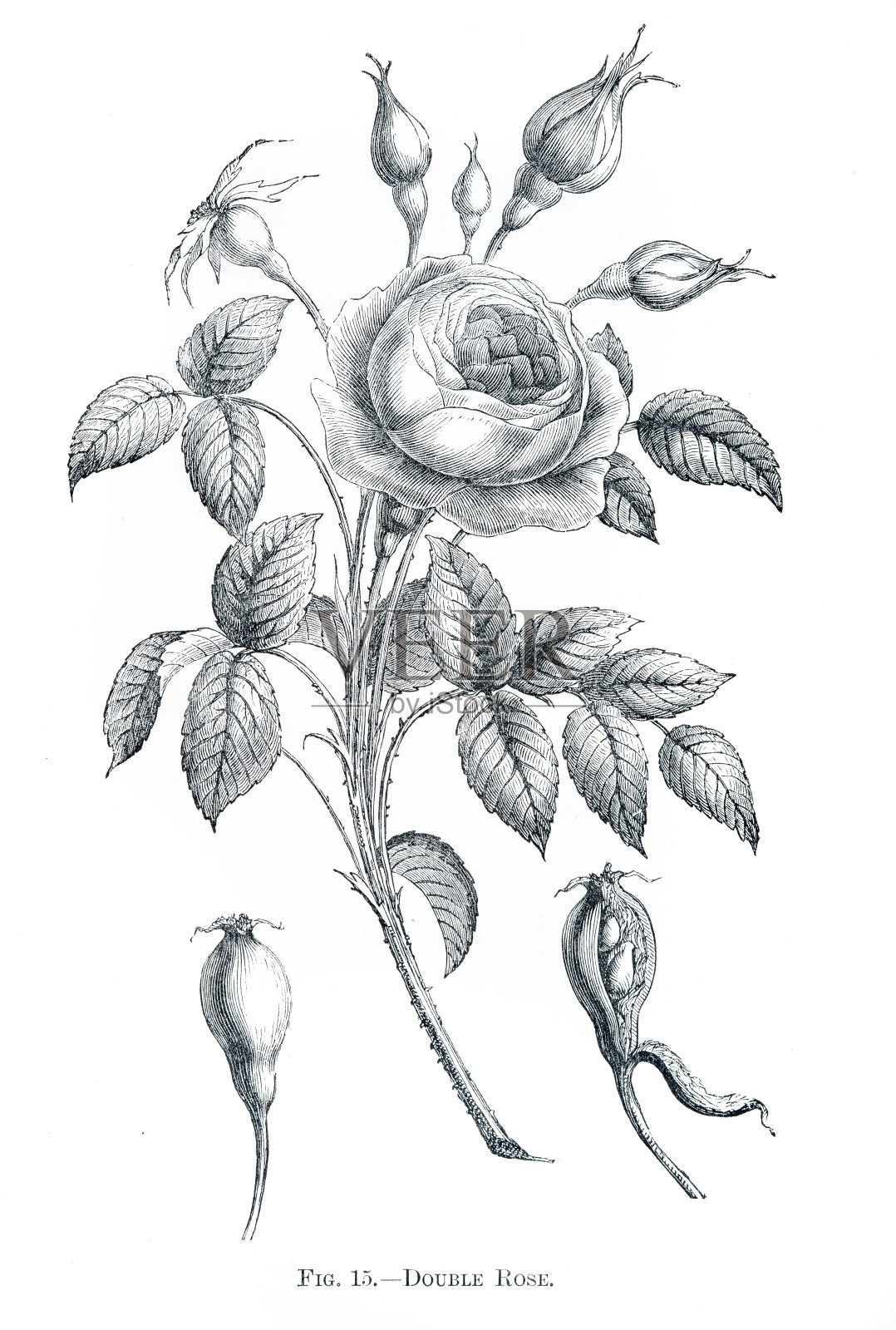双玫瑰刻版1898插画图片素材