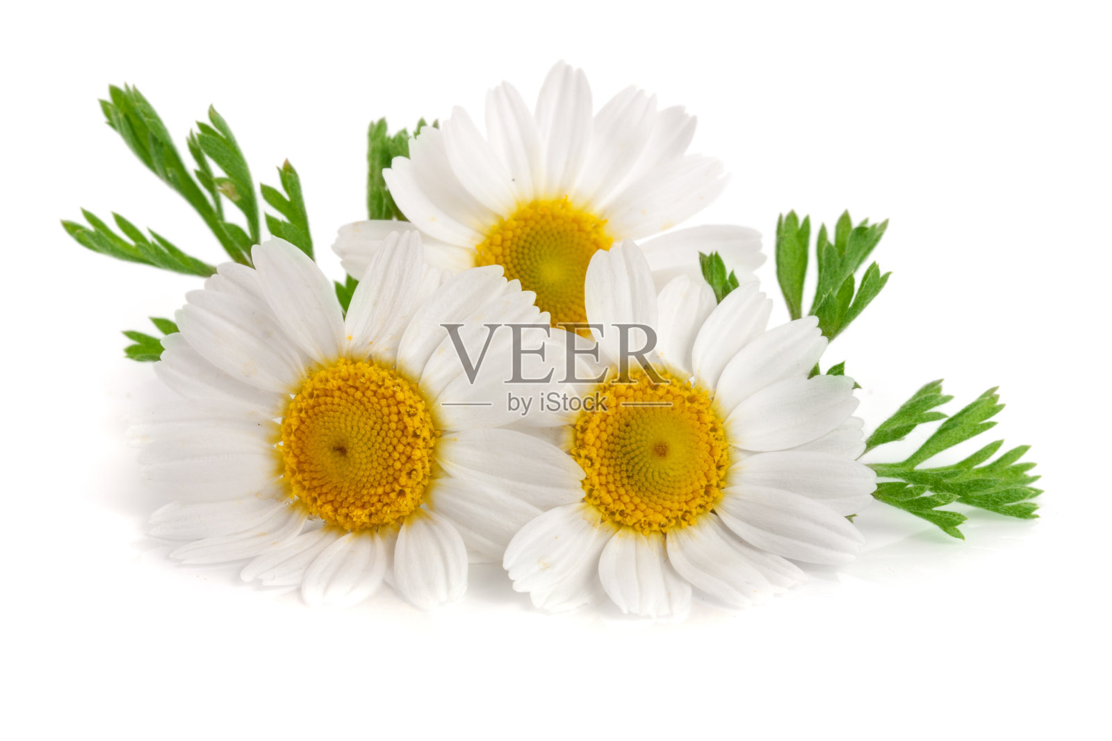 三种洋甘菊或雏菊，叶子孤立在白色背景上照片摄影图片