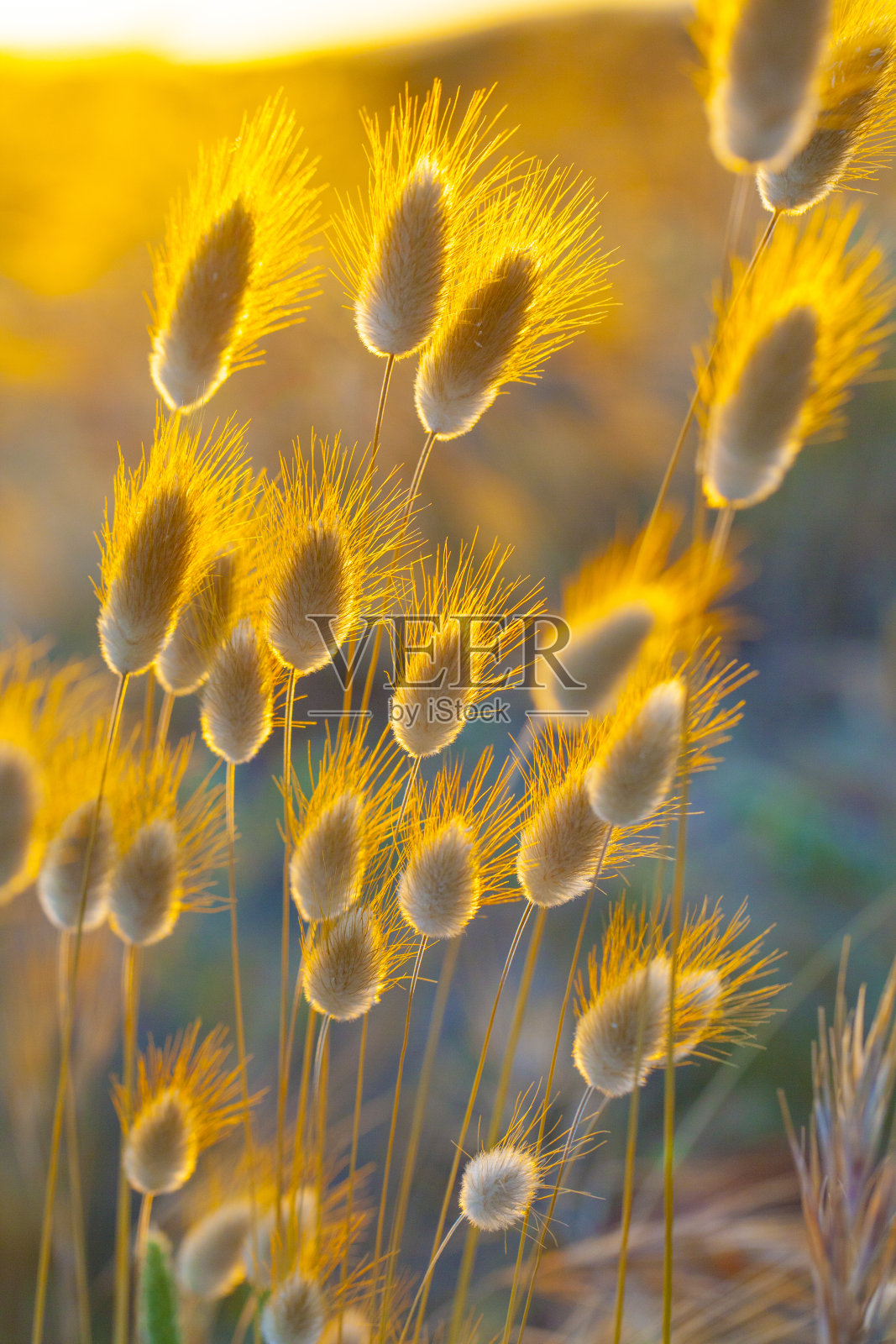 黄花植物野外特写照片摄影图片