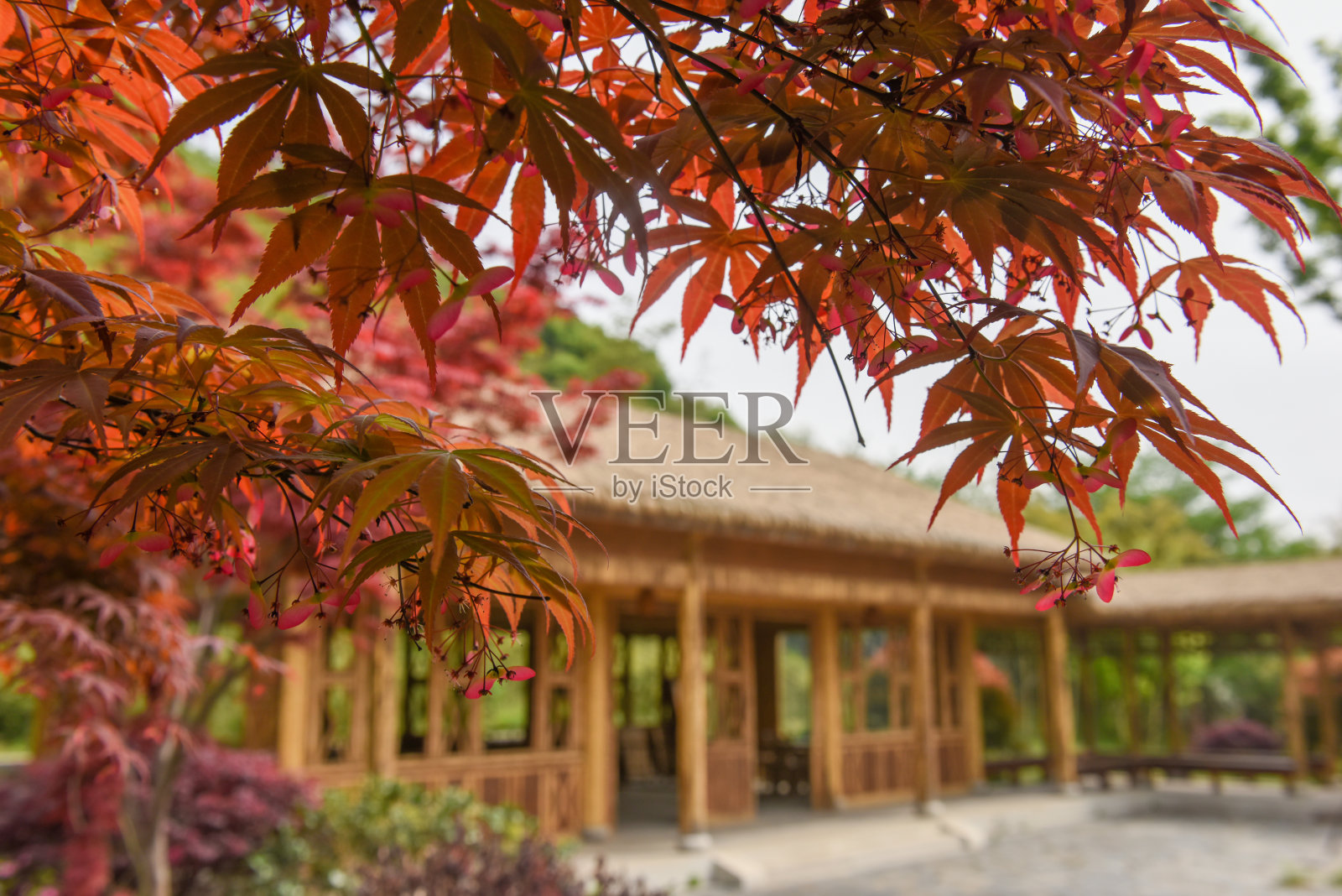 红色枫树和模糊的传统木屋在山上的特写。照片摄影图片