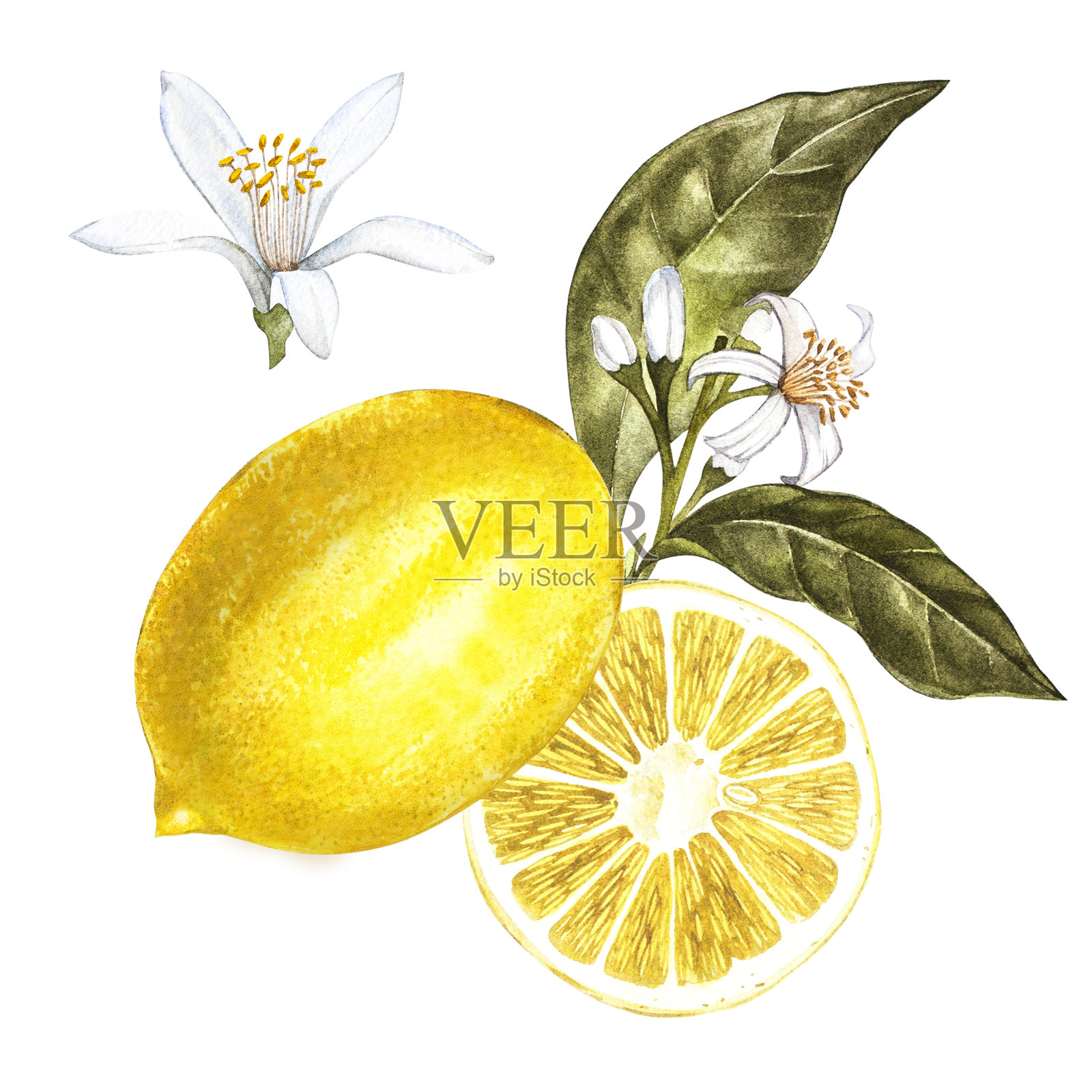 新鲜的水彩柠檬花。手绘植物插图。插画图片素材