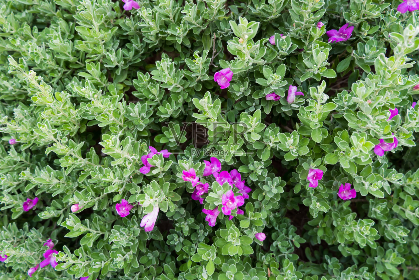 绿叶和紫色的花朵作为背景的晴雨表灌木。照片摄影图片