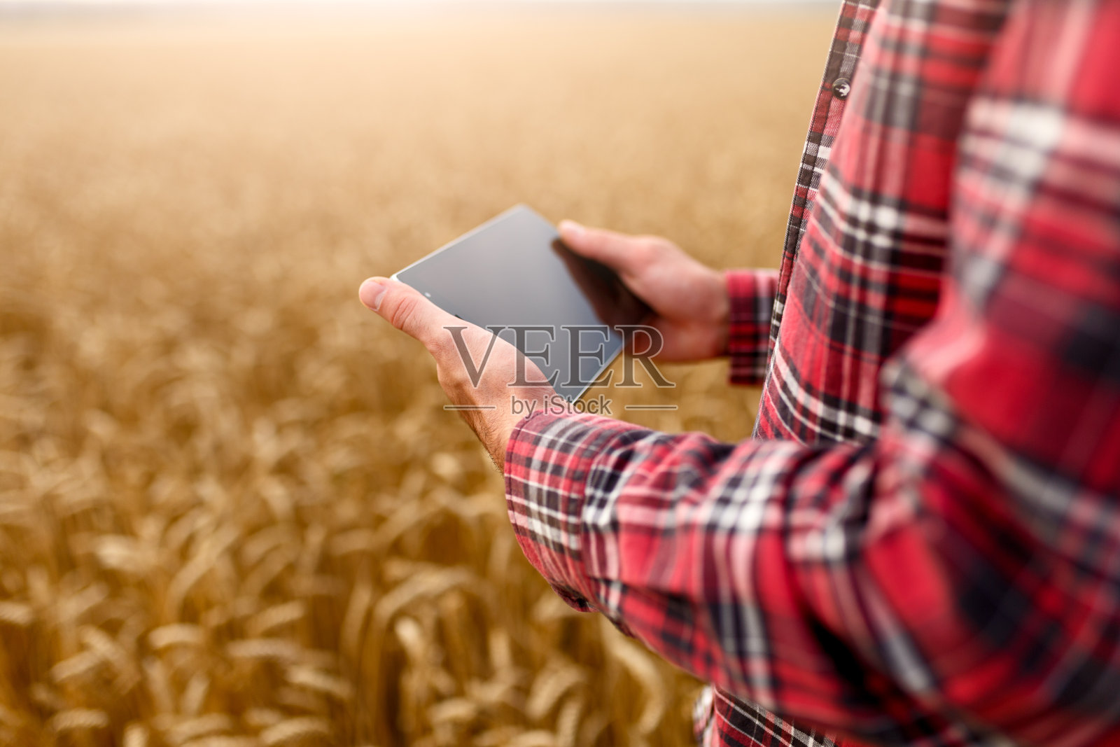 在农业中运用现代技术的智能农业。农学家用数字平板电脑在麦田里使用应用程序和互联网，选择性的专注照片摄影图片