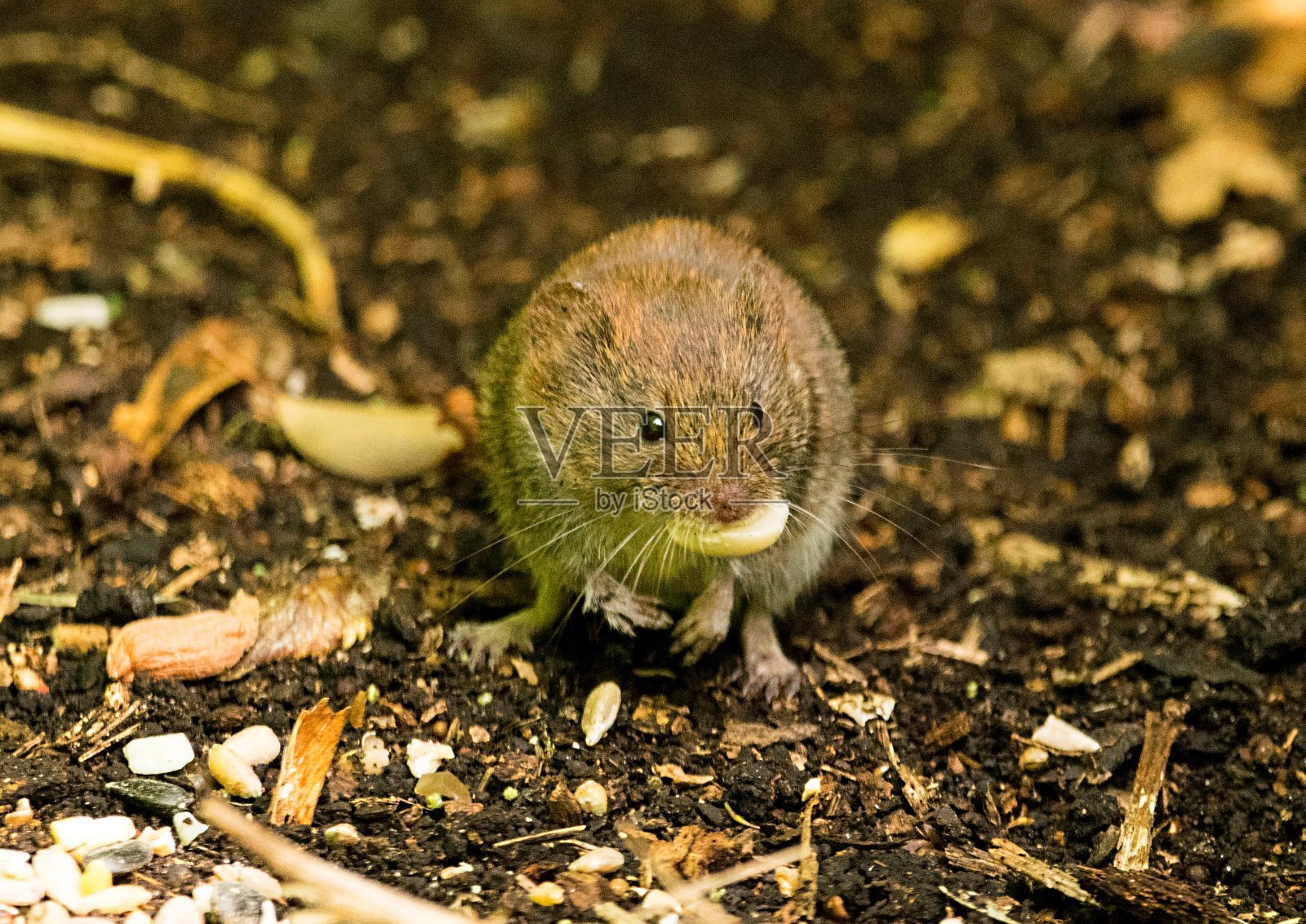 可爱的小木鼠吃着坚果好笑照片摄影图片