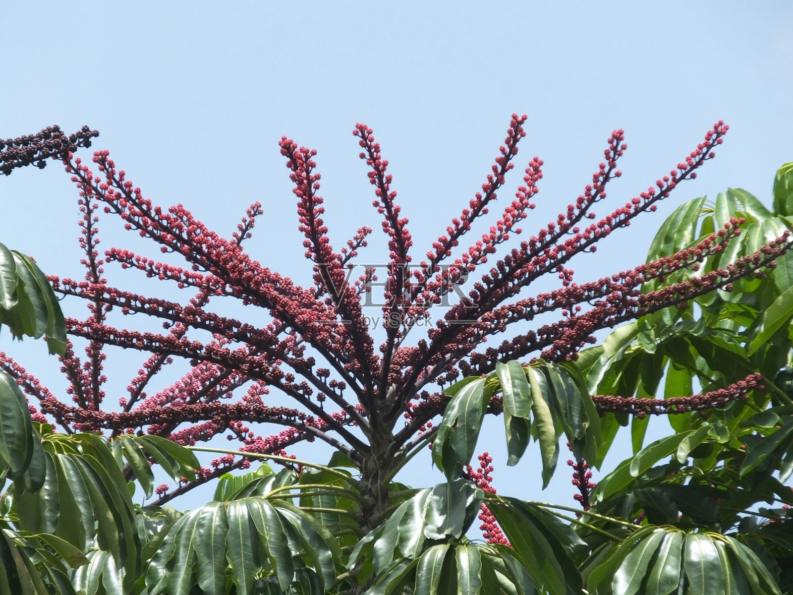 昆士兰伞树(Schefflera actinophylla)照片摄影图片