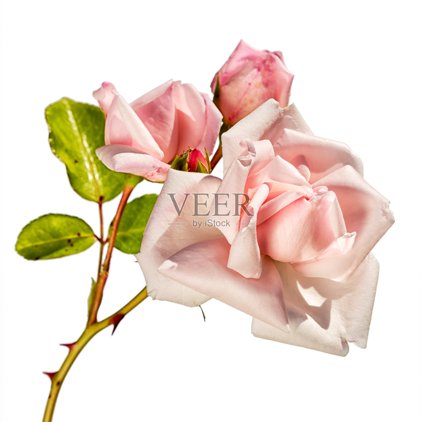 一簇粉红色的蔷薇，花蕾孤立在白色背景上照片摄影图片