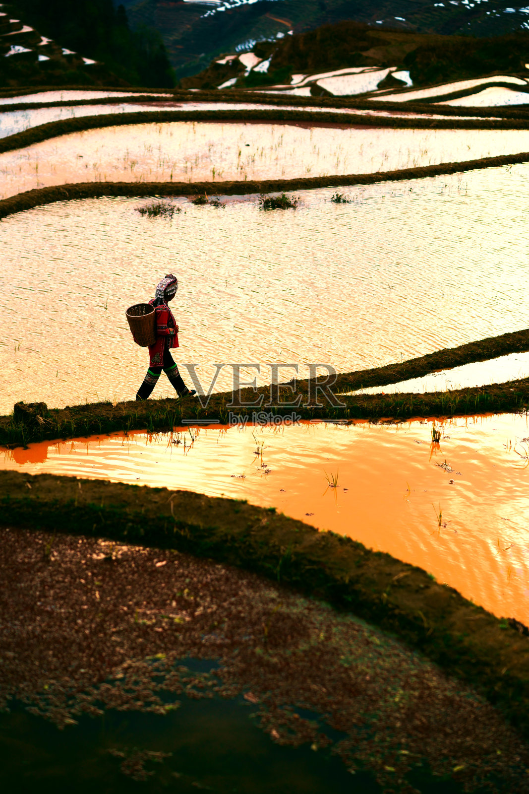 中国南方的稻田被淹照片摄影图片