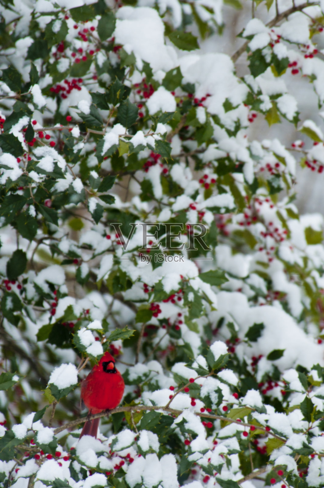 红衣主教坐在白雪覆盖的冬青灌木上。照片摄影图片