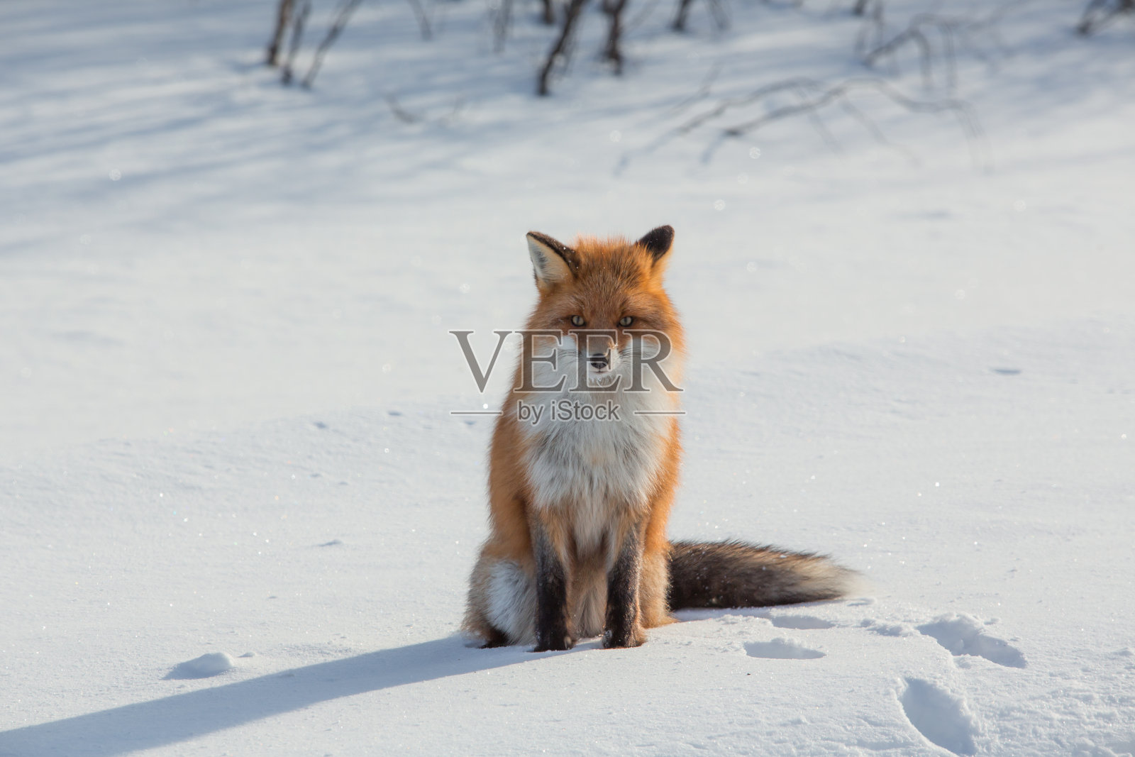 芬兰的狐狸在雪地上照片摄影图片