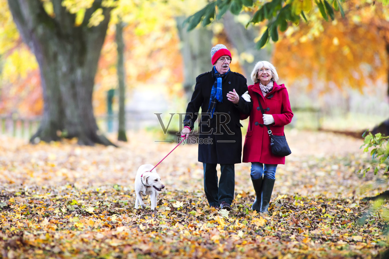 秋天和狗一起散步照片摄影图片