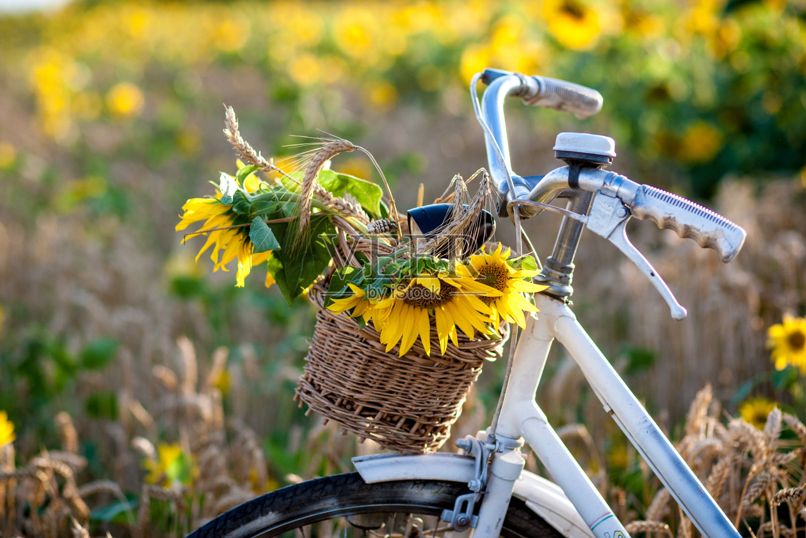 自行车与向日葵照片摄影图片