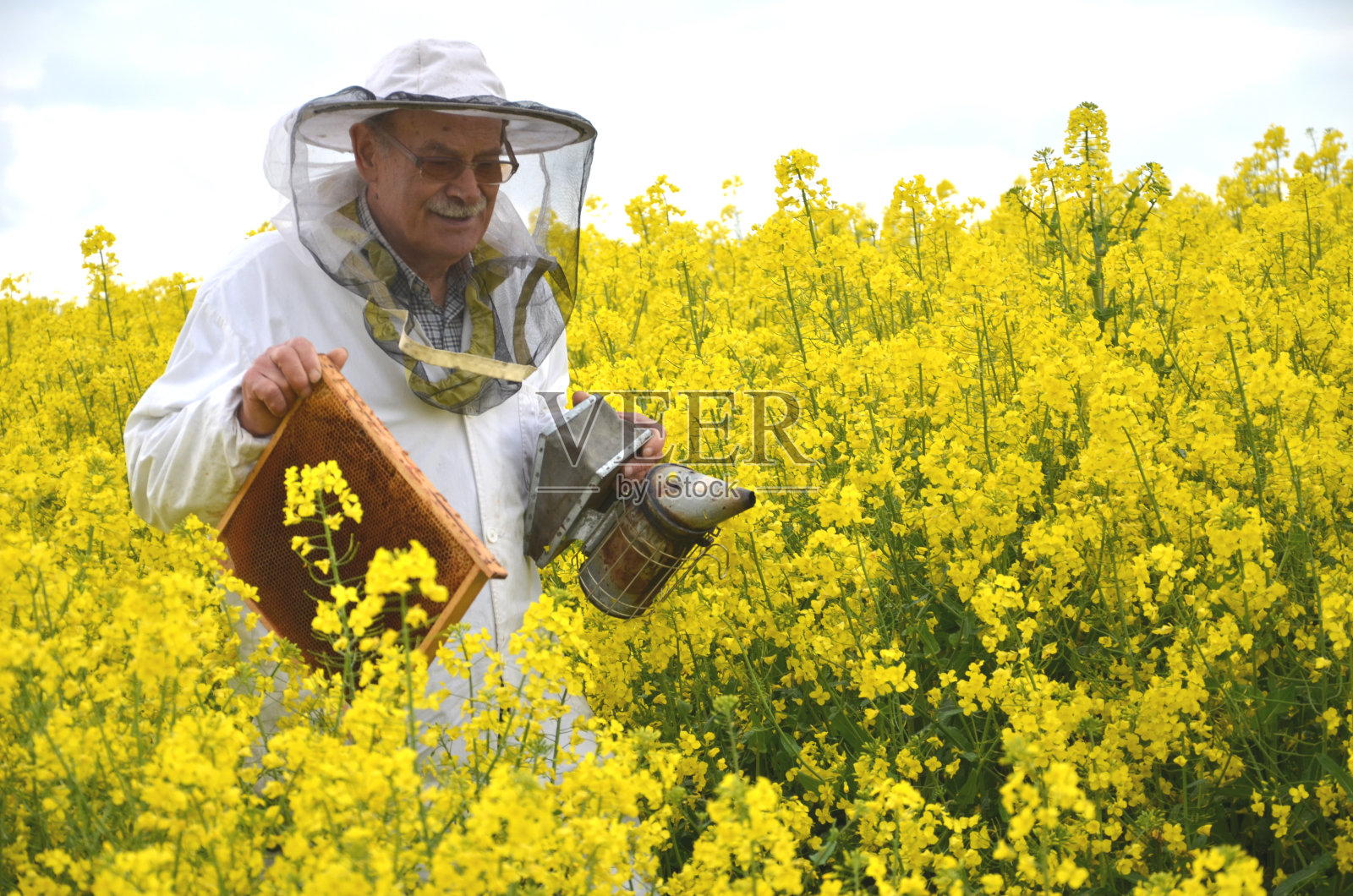 经验丰富的资深养蜂人在盛开的油菜田工作照片摄影图片