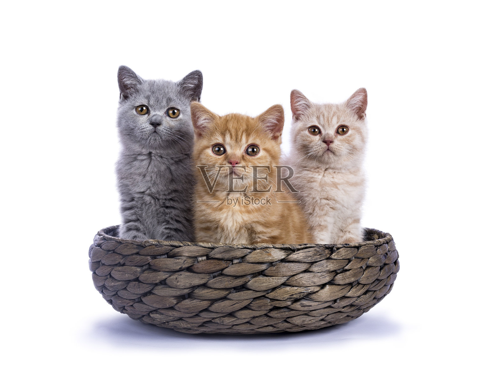 三只英国短毛小猫孤立地坐在篮子里，白色背景/面对摄像机照片摄影图片