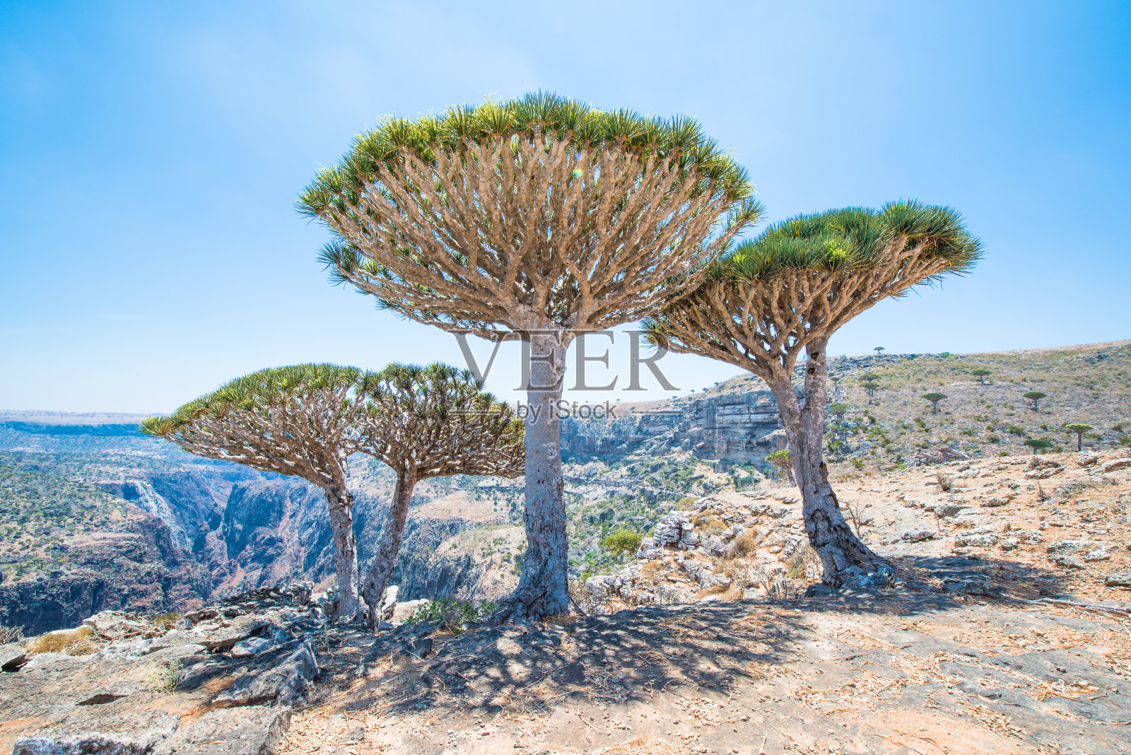 也门索科特拉岛的龙树照片摄影图片
