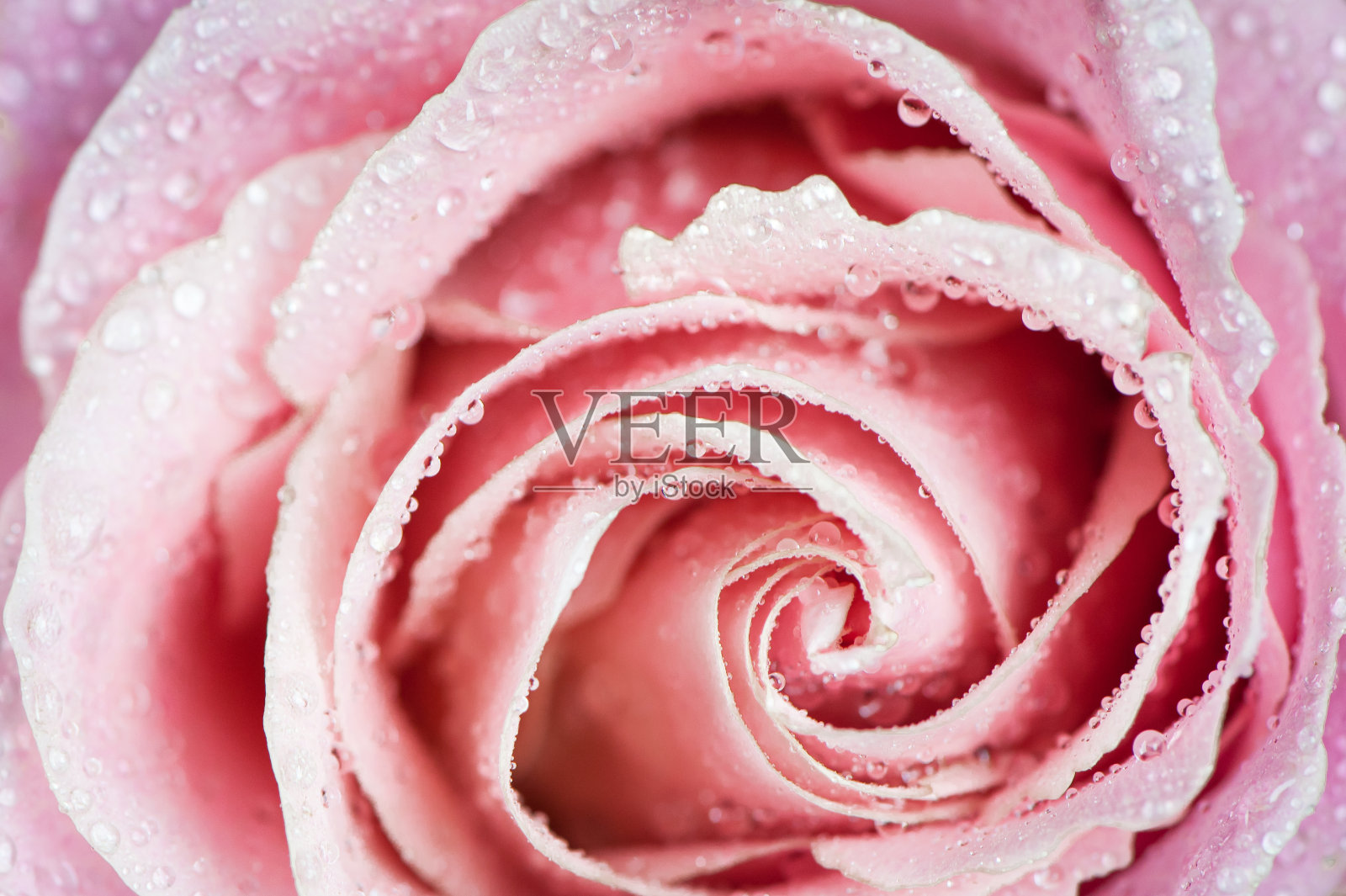 美丽的粉红玫瑰露珠特写微距。娇嫩的玫瑰花瓣呈螺旋状合拢。背景，明信片，祝贺，爱情的解释照片摄影图片