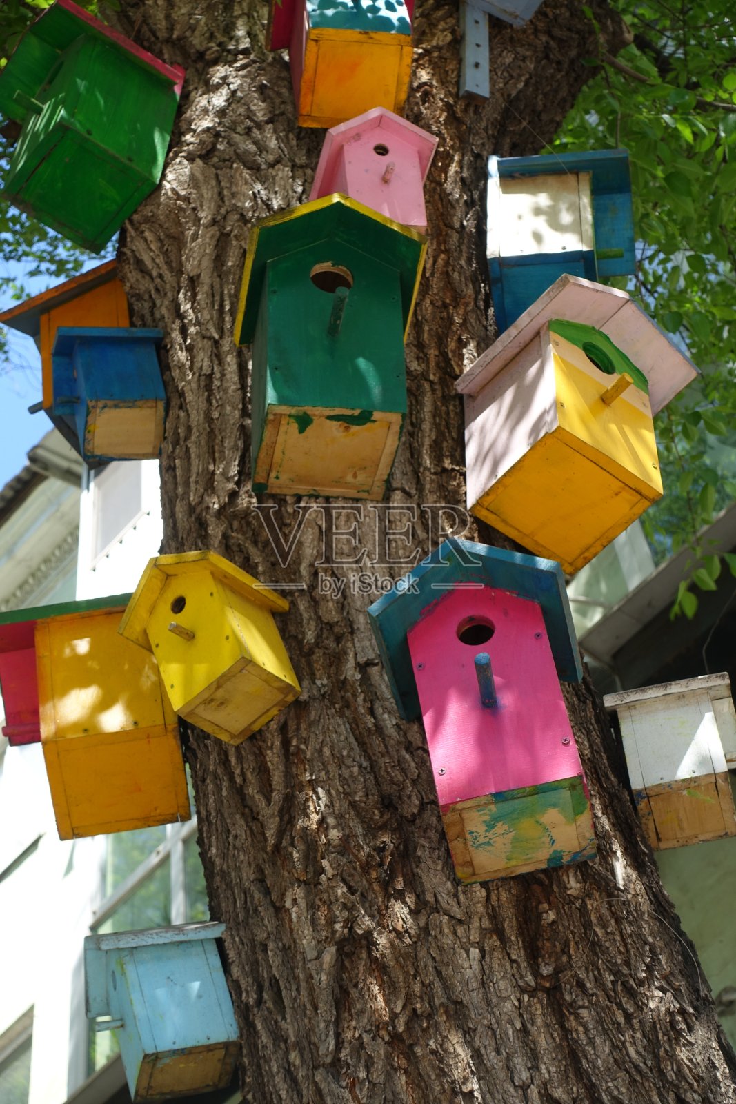 树干上画着许多五颜六色的鸟屋照片摄影图片