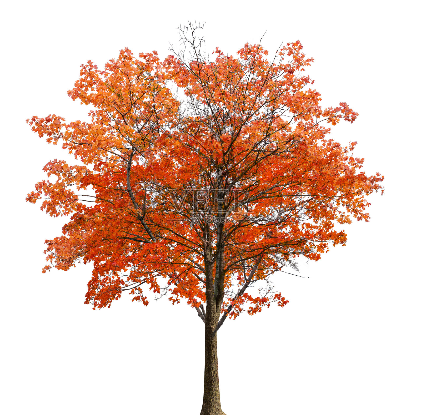 中等直茂盛的红色枫树孤立的白色照片摄影图片