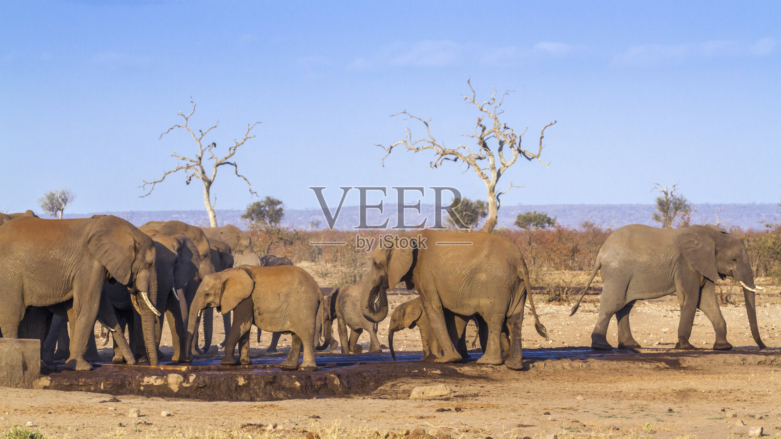 南非克鲁格国家公园的非洲丛林象照片摄影图片