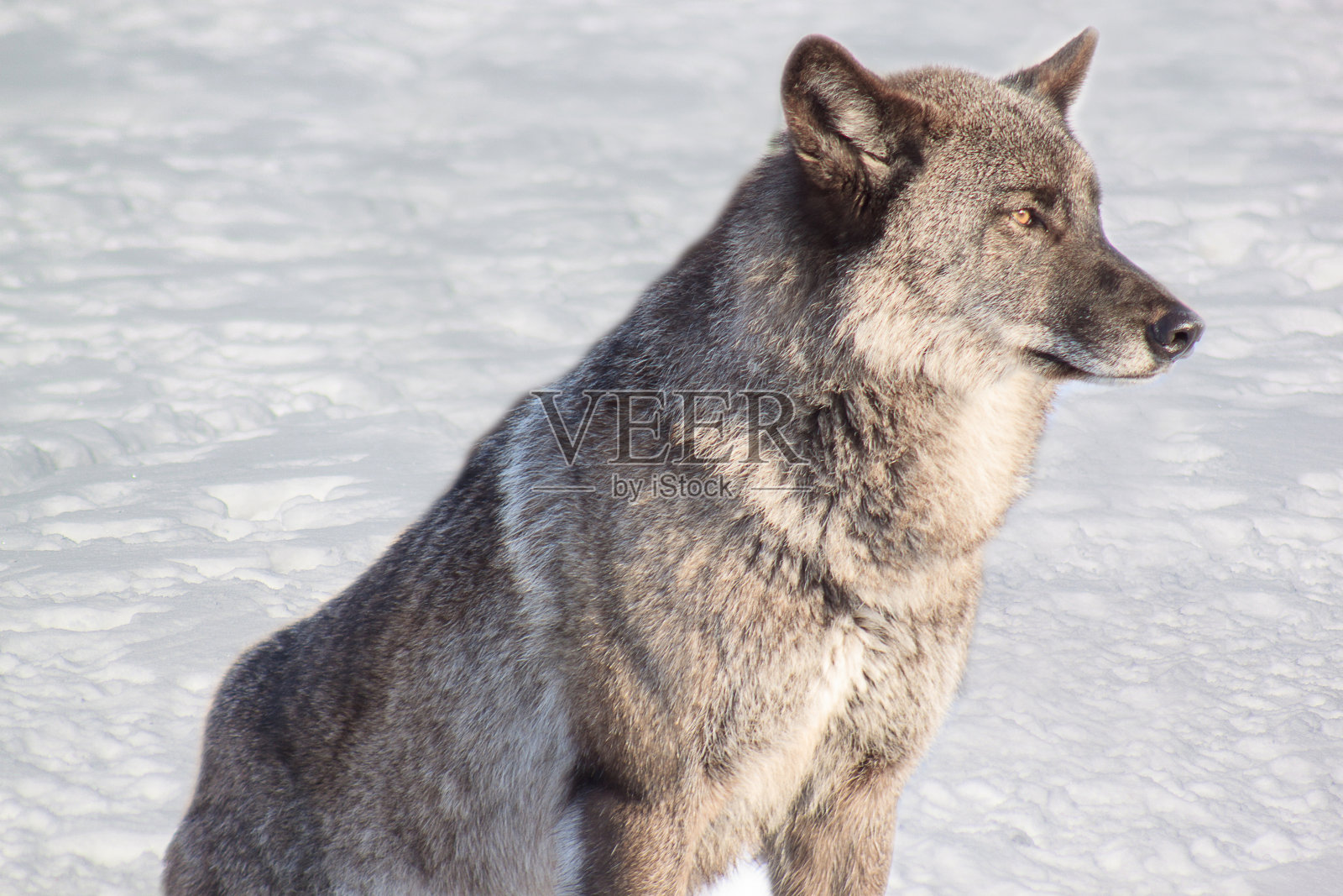 年轻的灰色加拿大狼在白雪上。照片摄影图片