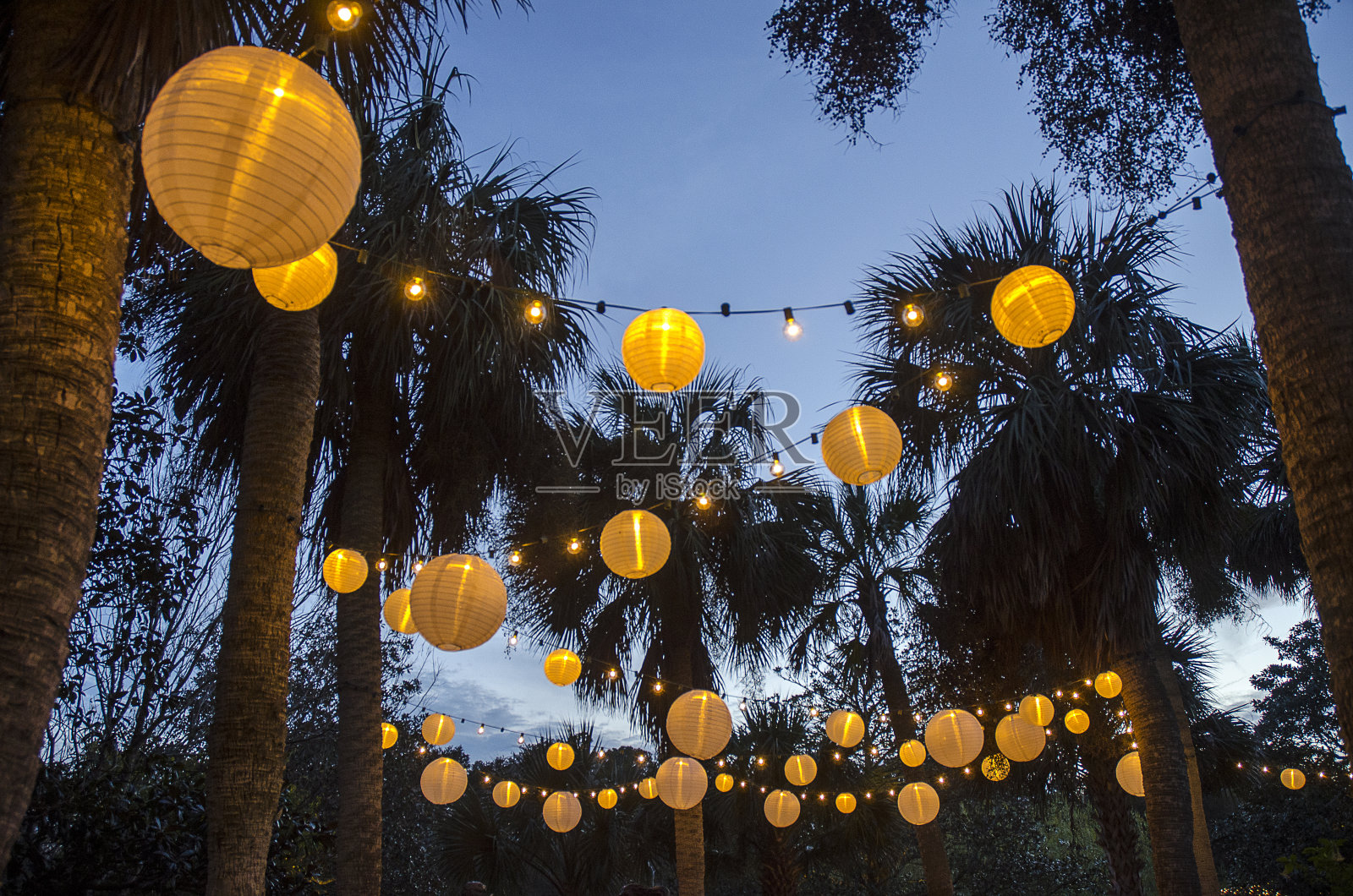 挂在棕榈树上的中国灯笼照片摄影图片