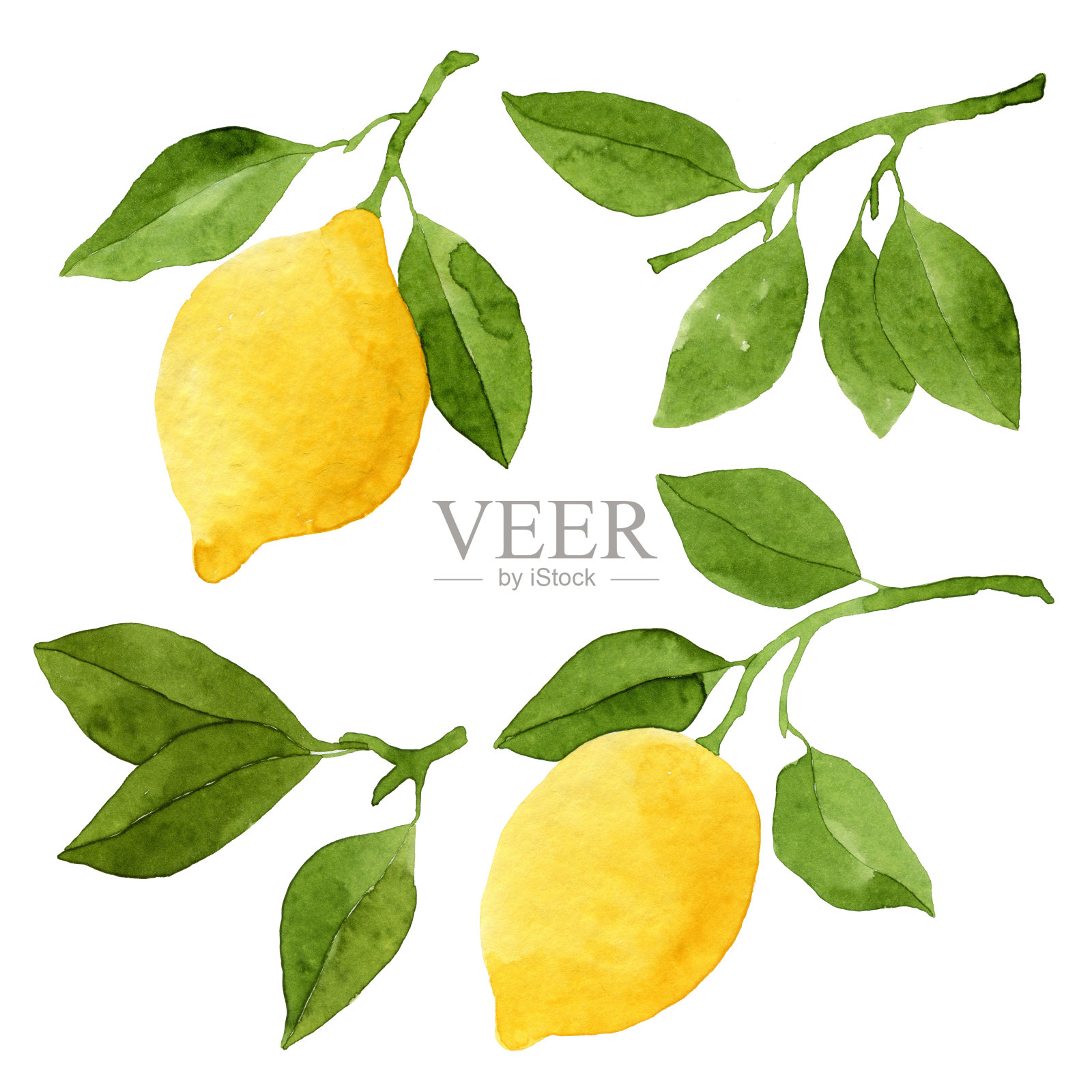 一套水彩柠檬和叶子插画图片素材