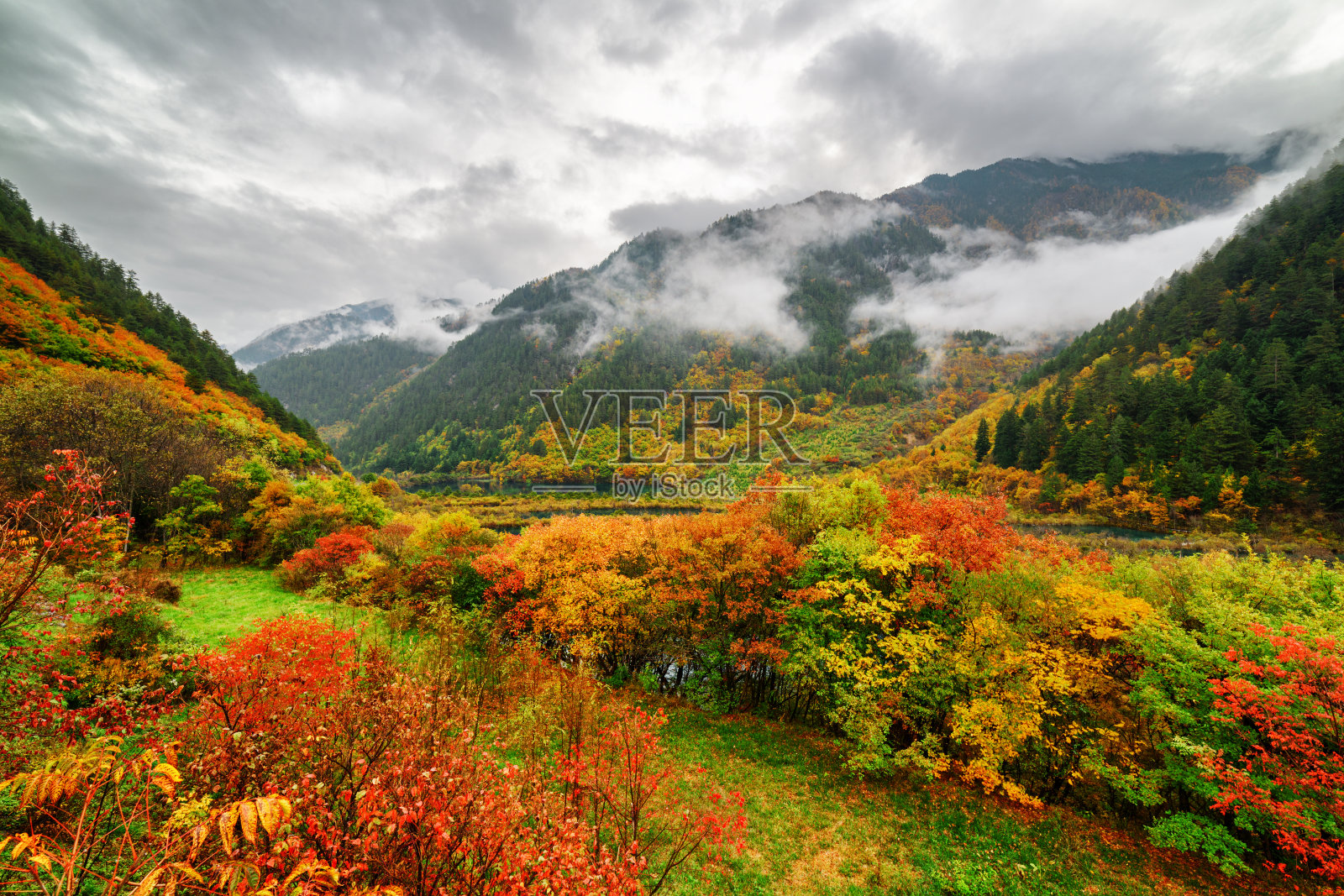 令人惊叹的景色，树木繁茂的山在雾和五颜六色的秋天森林照片摄影图片