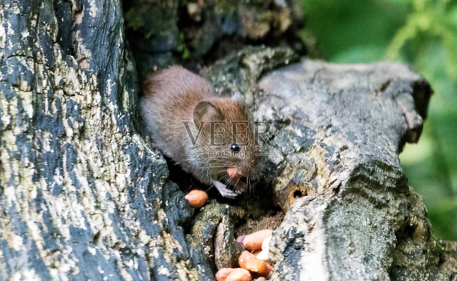 可爱的银行田鼠吃坚果野生动物有趣照片摄影图片