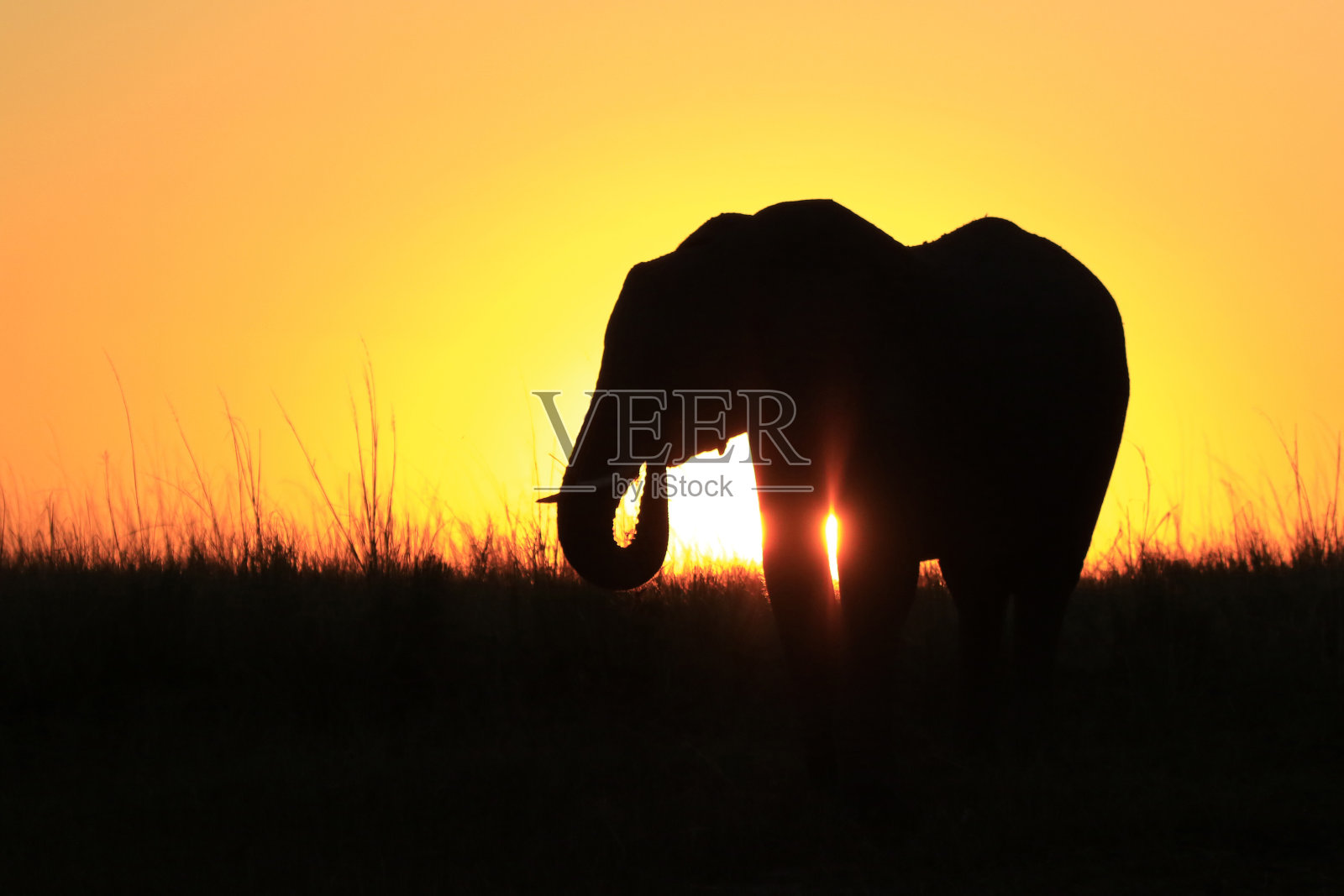 大象非洲剪影日落草太阳橙色照片摄影图片